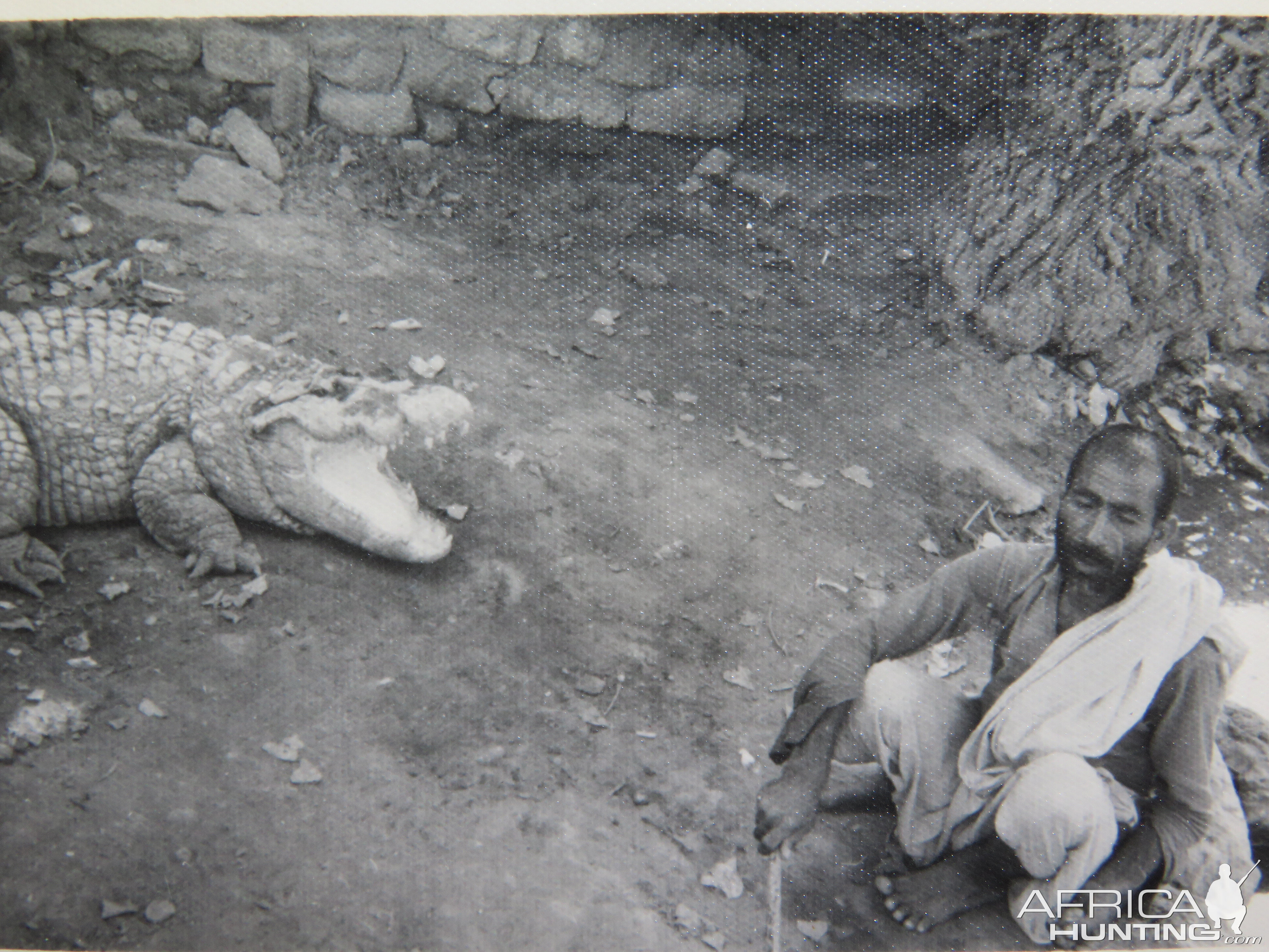 Crocodile in Pakistan