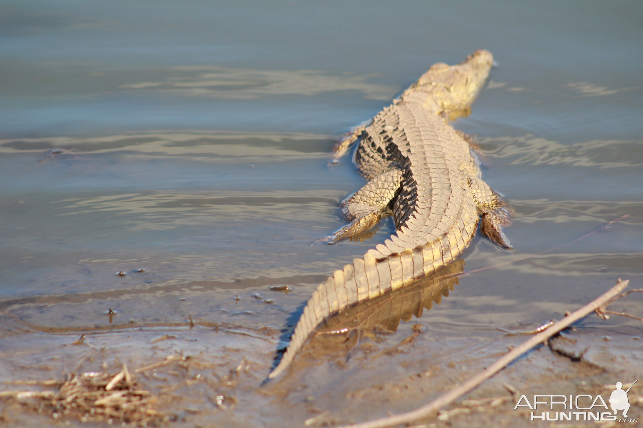 Crocodile in the Kruger National Park South Africa