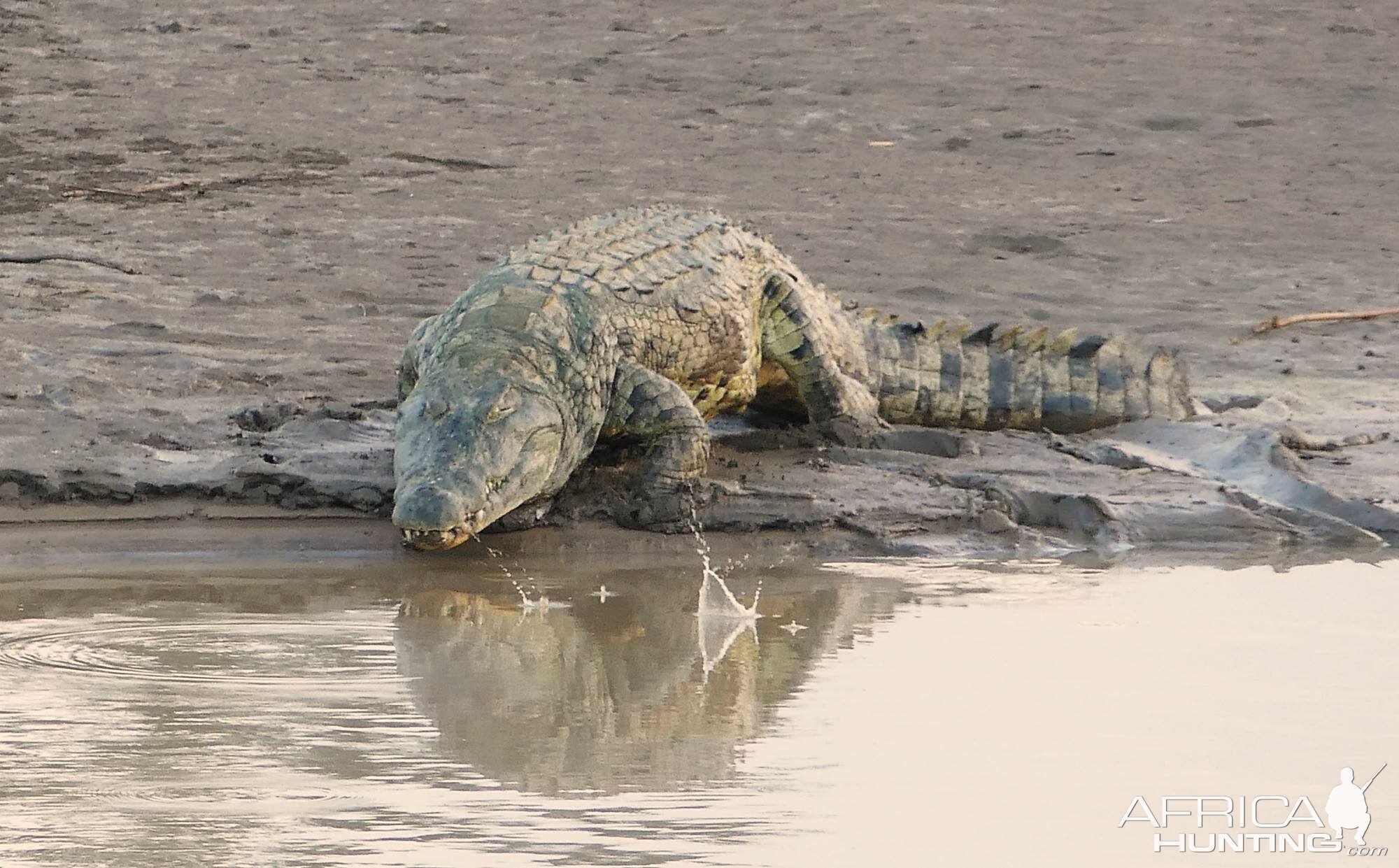 Crocodile in Zambia