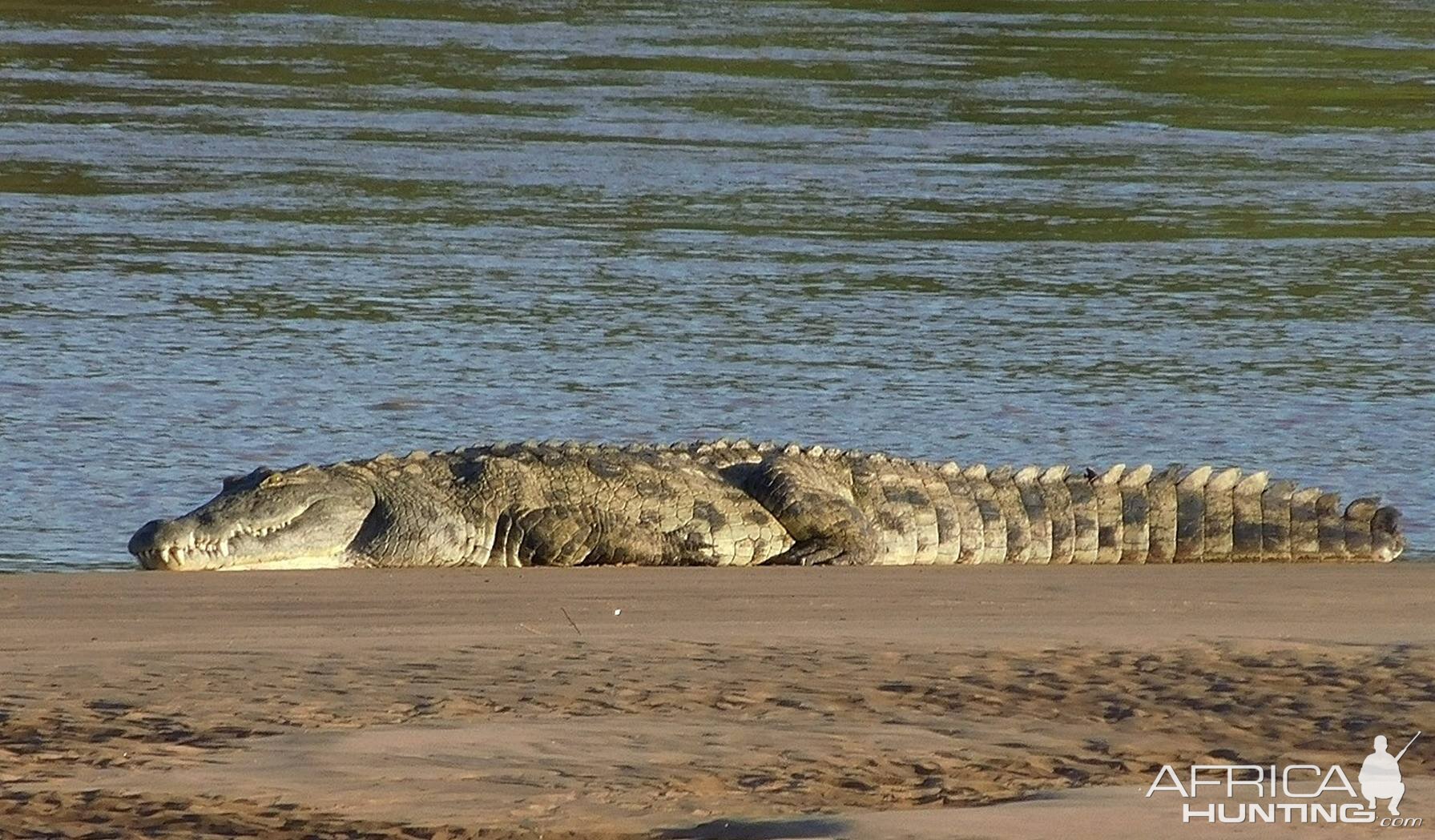 Crocodile in Zambia