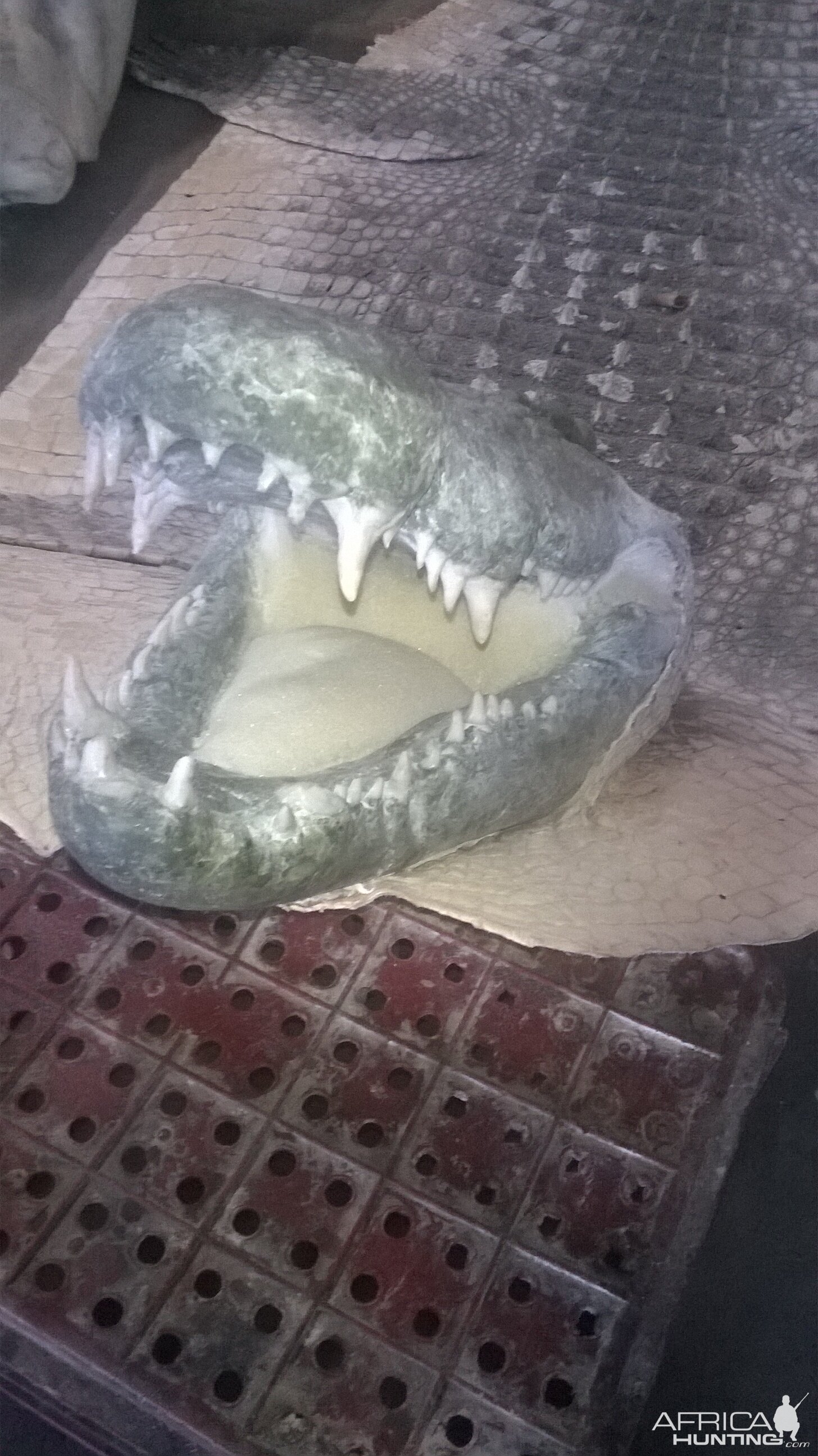 Crocodile rug with replica head ready for painting