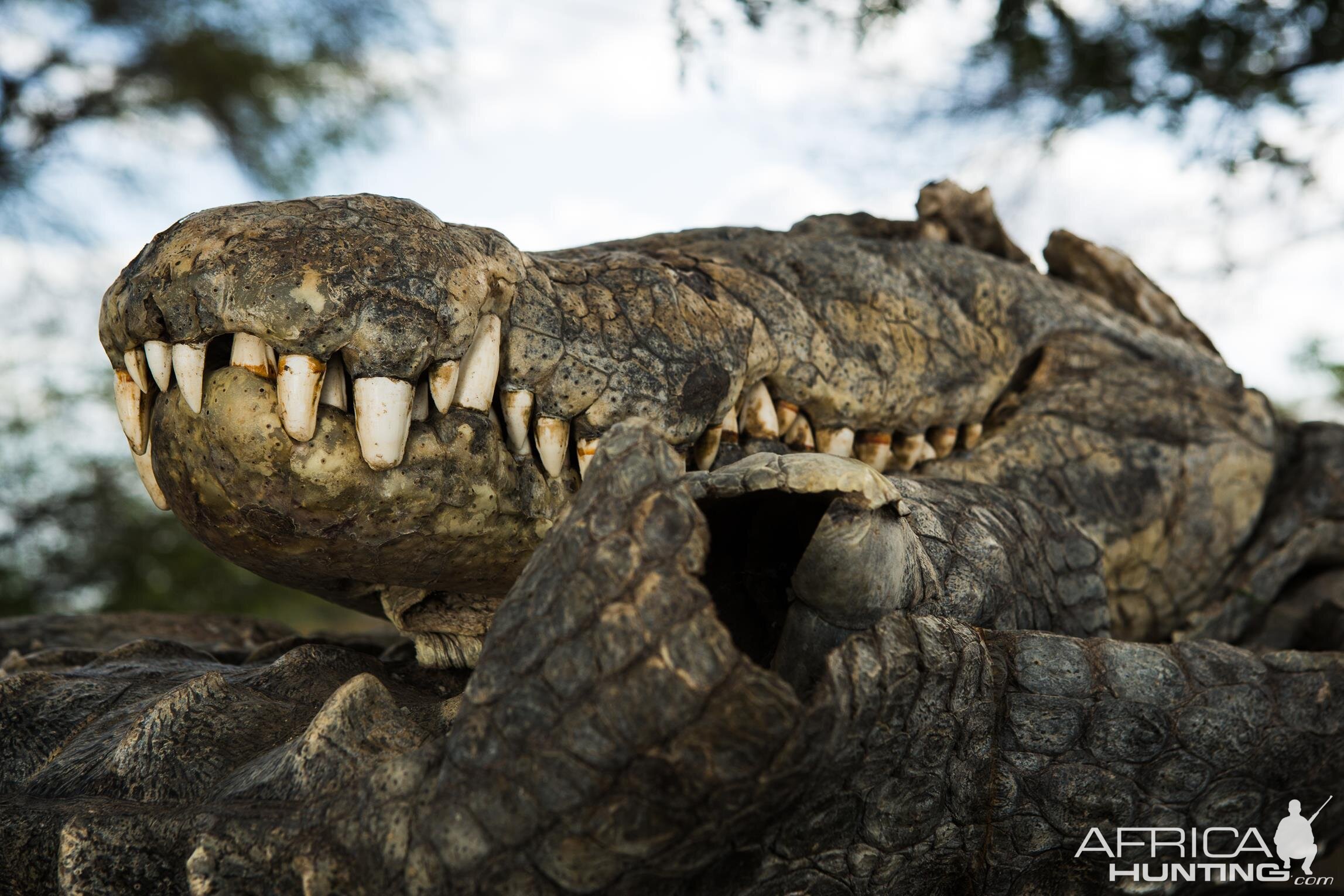 Crocodile Skull & Skin in Mozambique