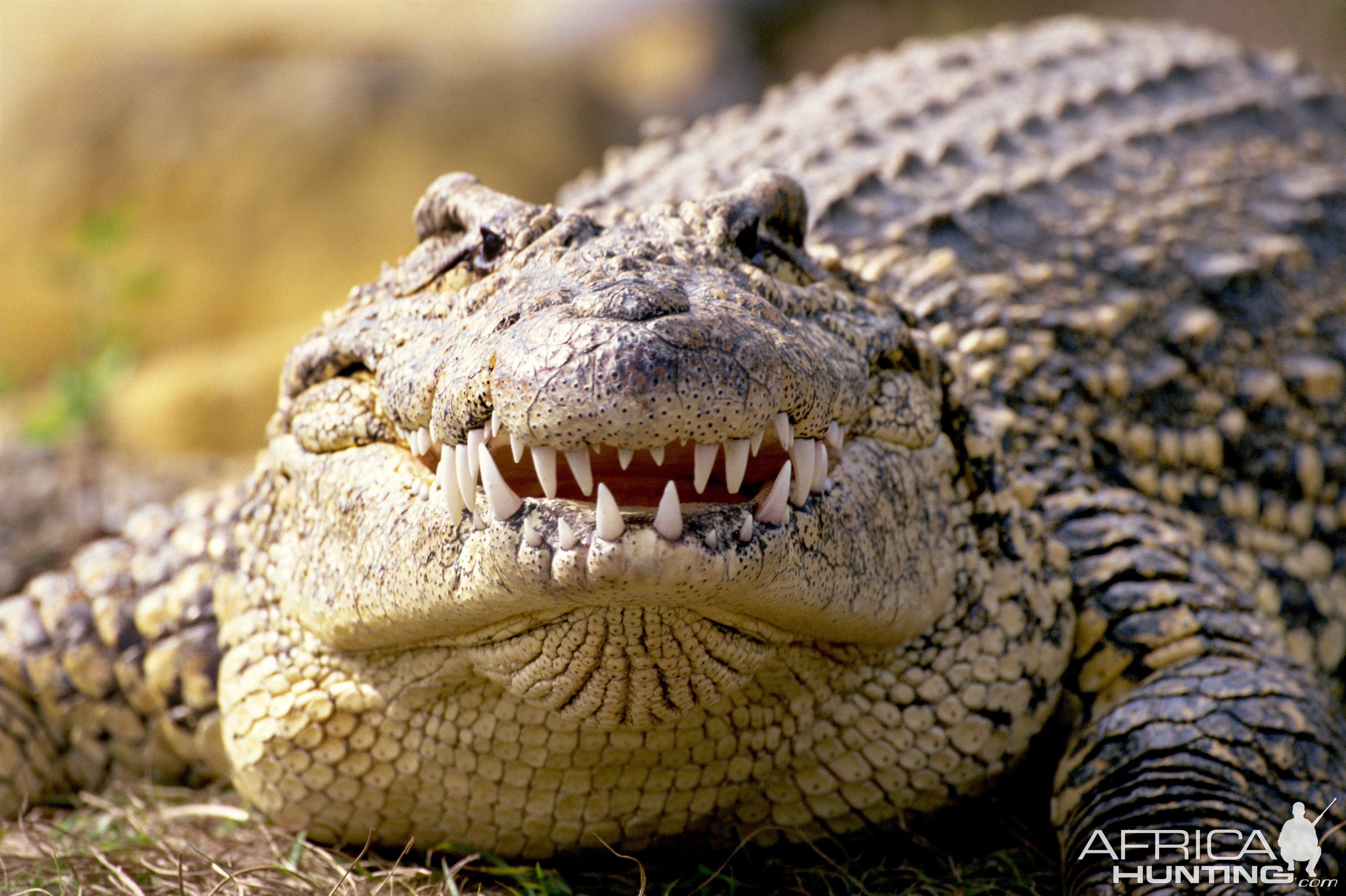 Crocodile South Africa