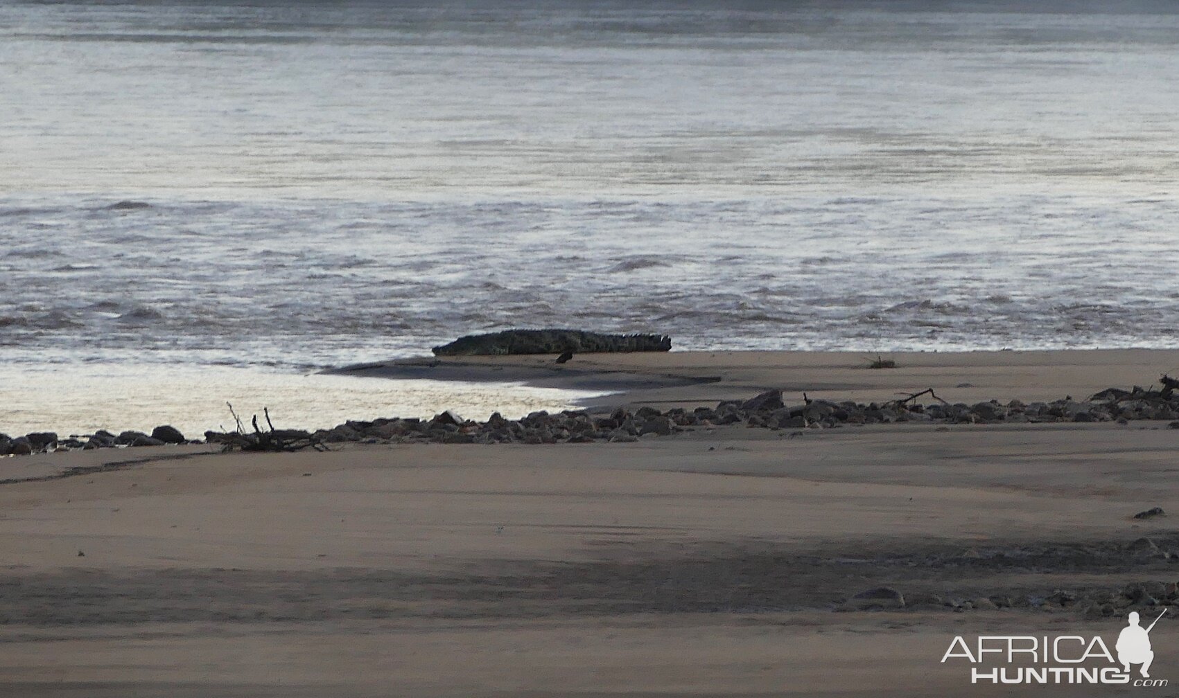 Crocodile Zambia