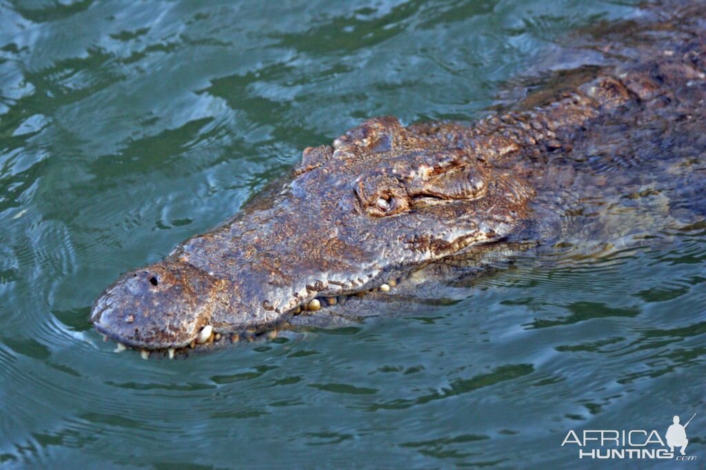 Crocodile