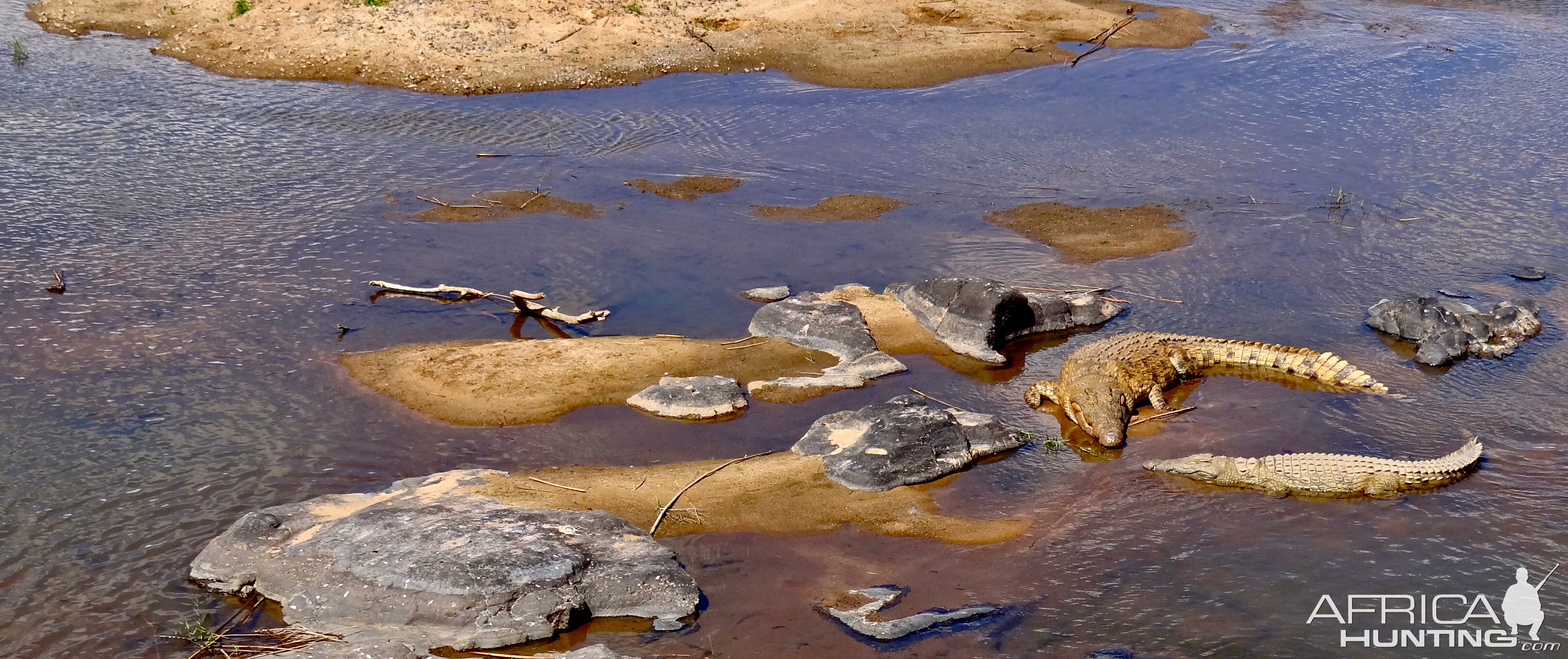 Crocodiles Tete Mozambique