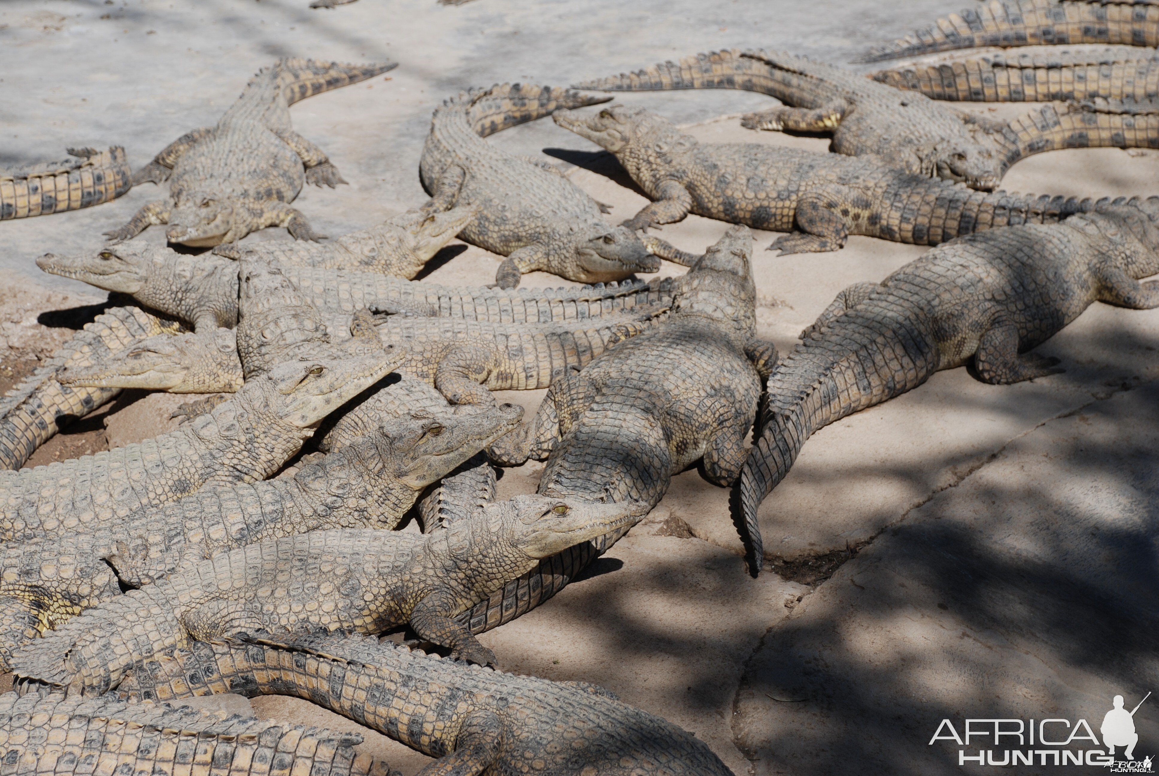 Crocs at Croc farm in Namibia