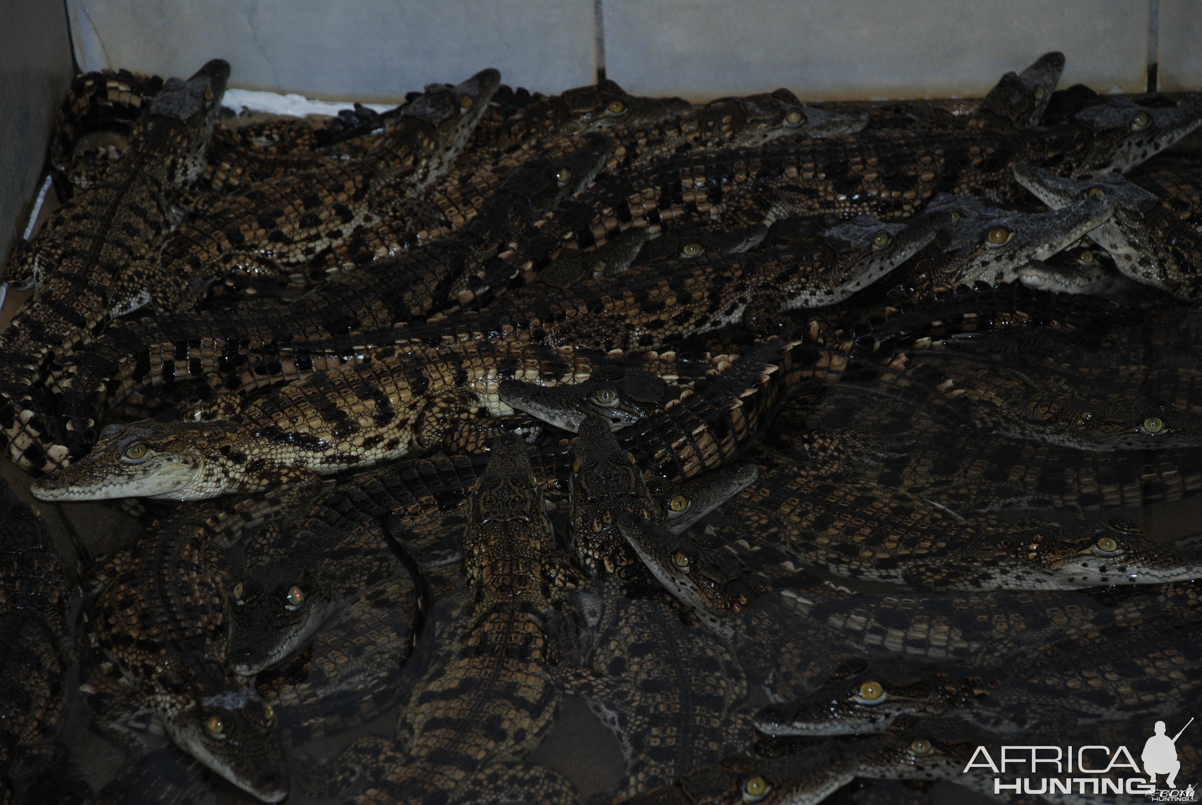 Crocs at Croc farm in Namibia