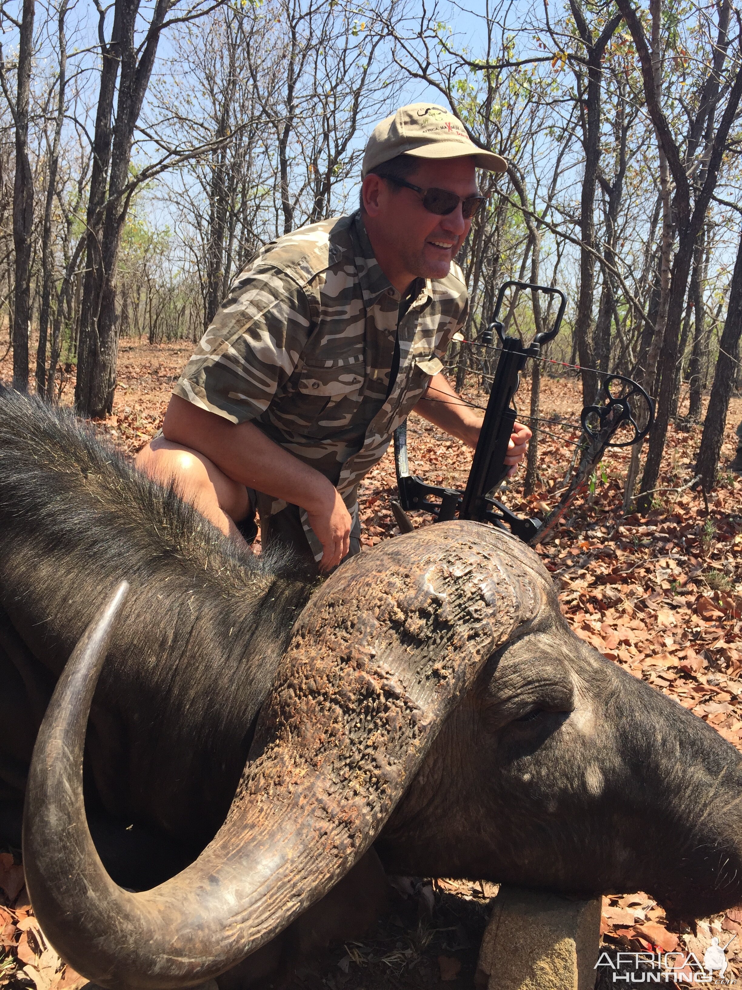 Crossbow Cape Buffalo