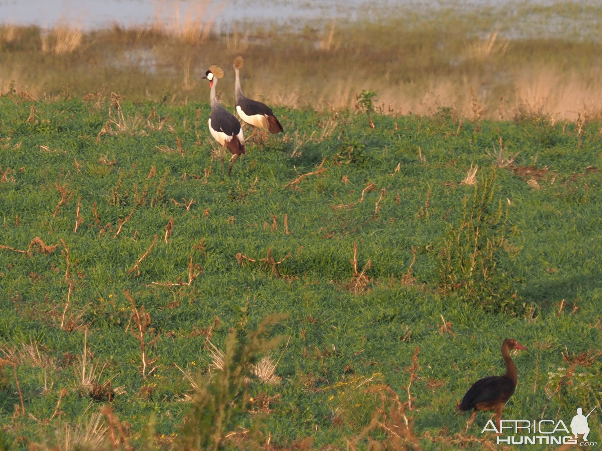 Crowned Crane South Africa