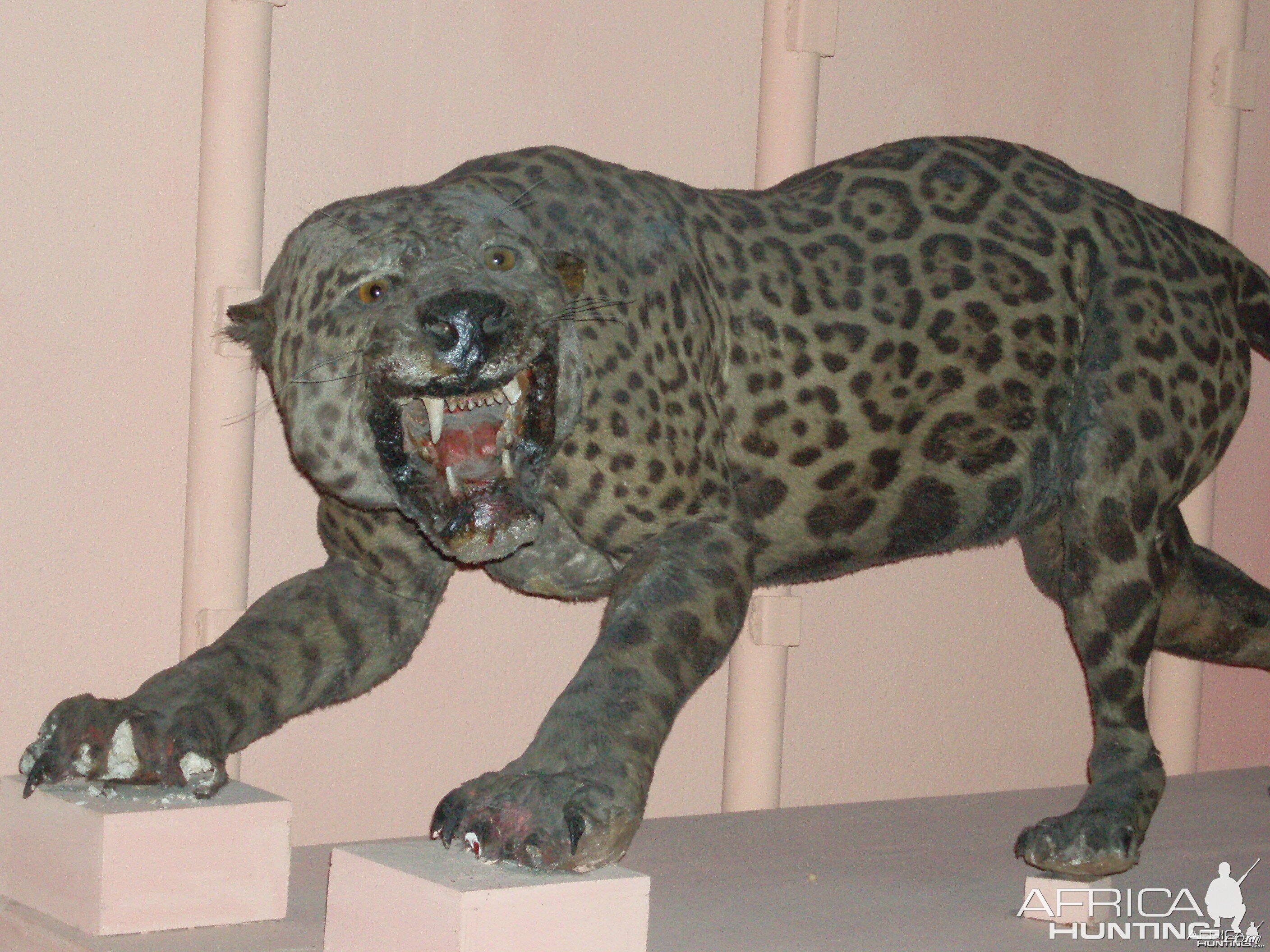 Cuban Leopard Mount