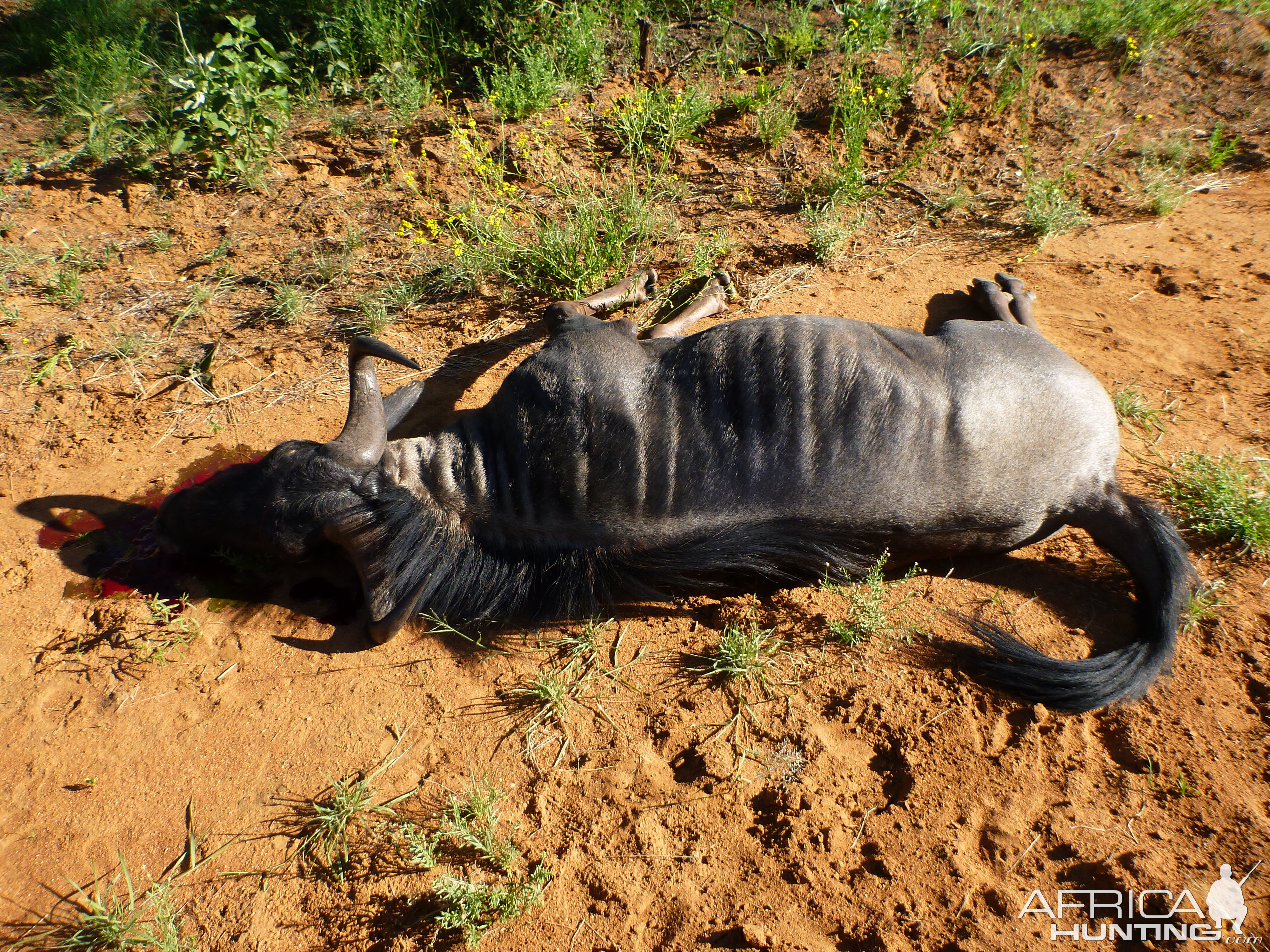 Cull Blue Wildebeest Namibia