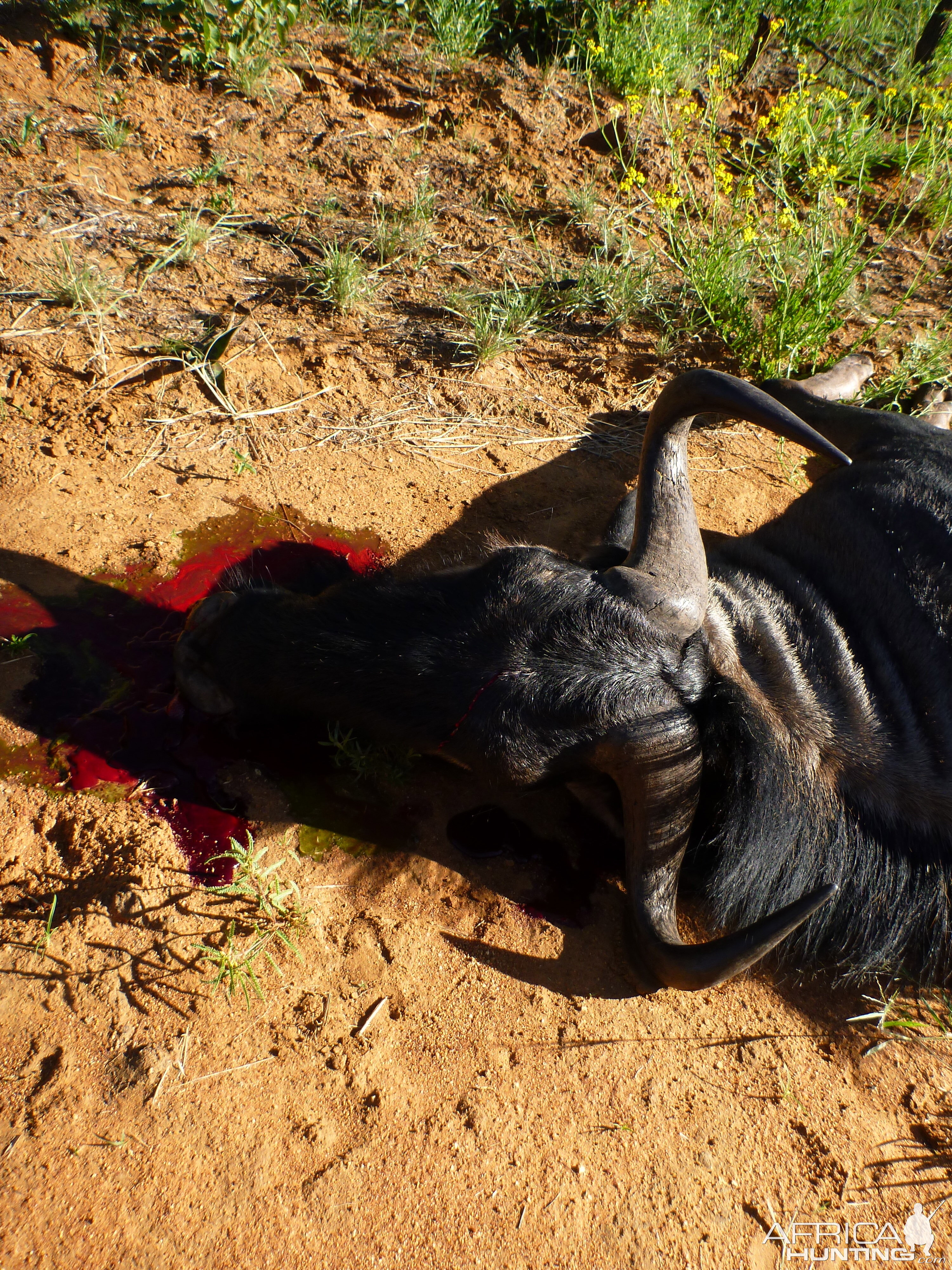 Cull Blue Wildebeest Namibia