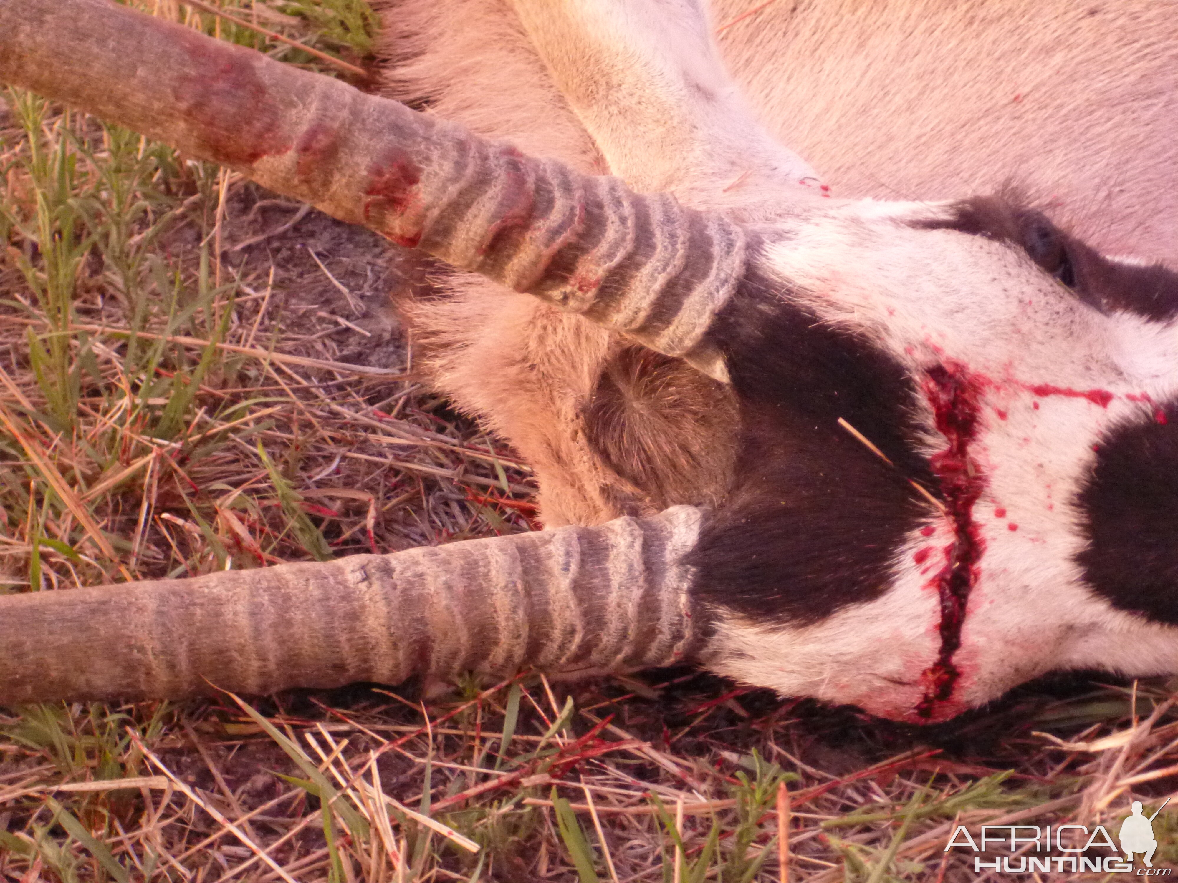 Cull Gemsbok Namibia