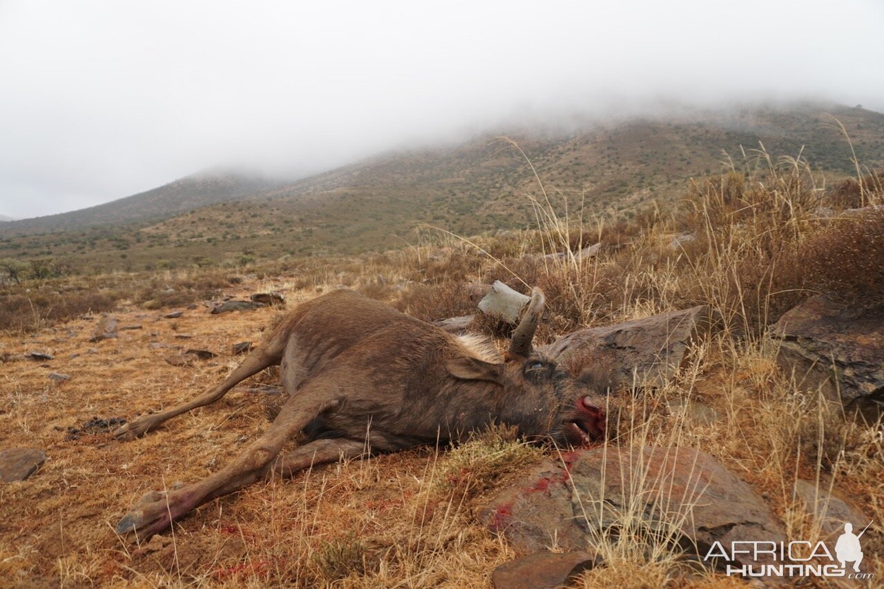 Cull Hunt Black Wildebeest Female South Africa