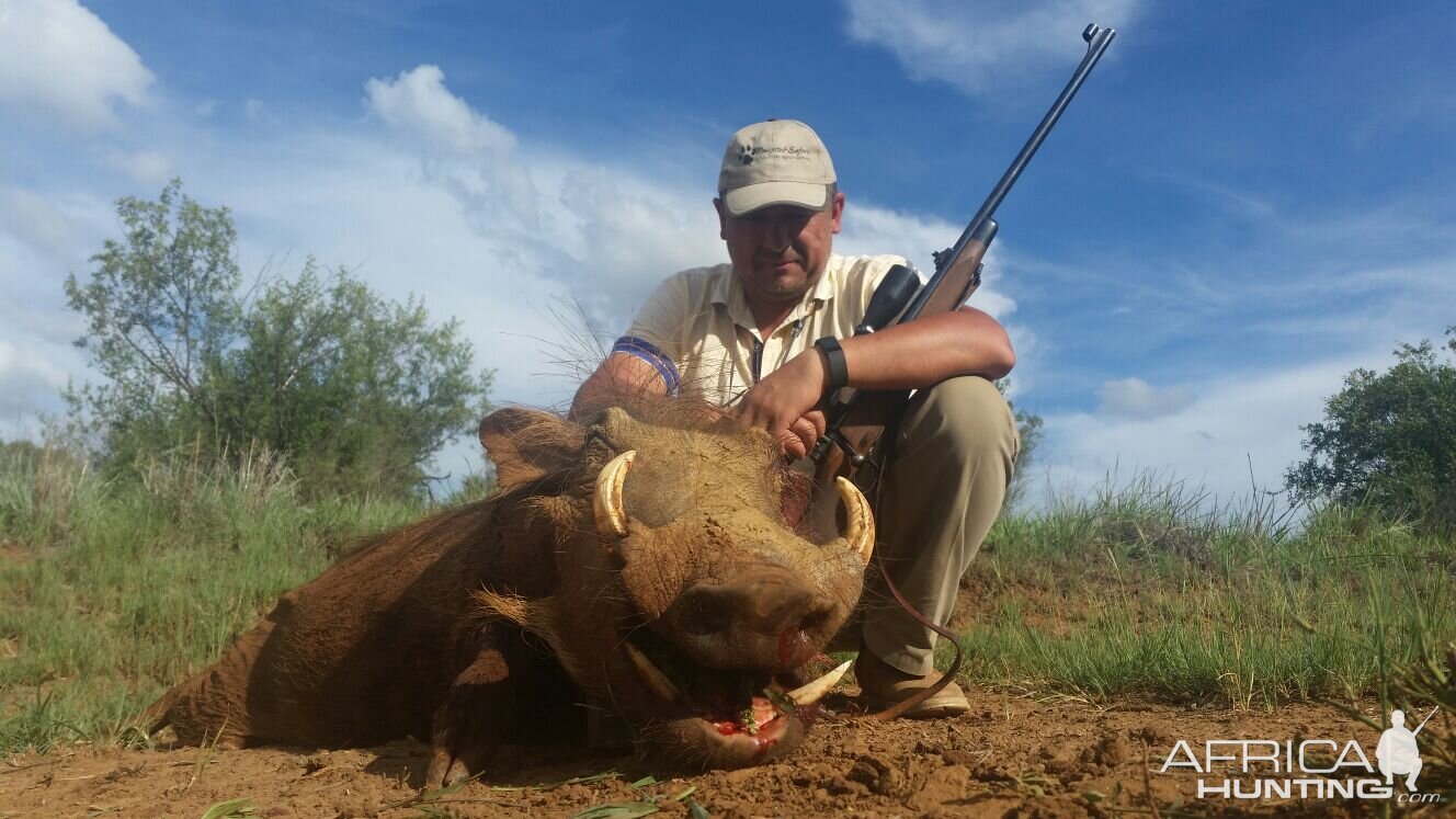 Cull Hunting Warthog in South Africa