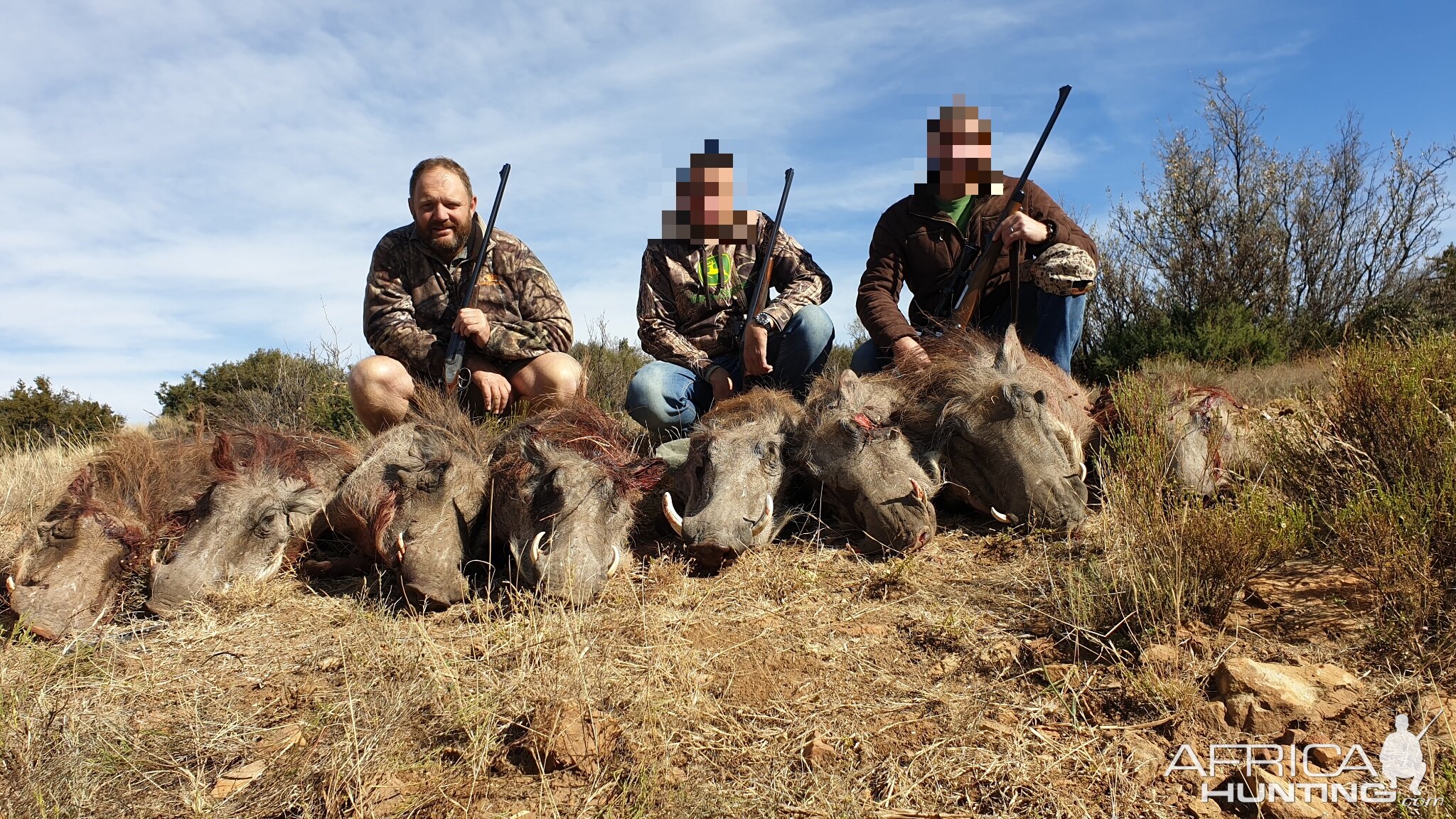 Cull Hunting Warthog in South Africa