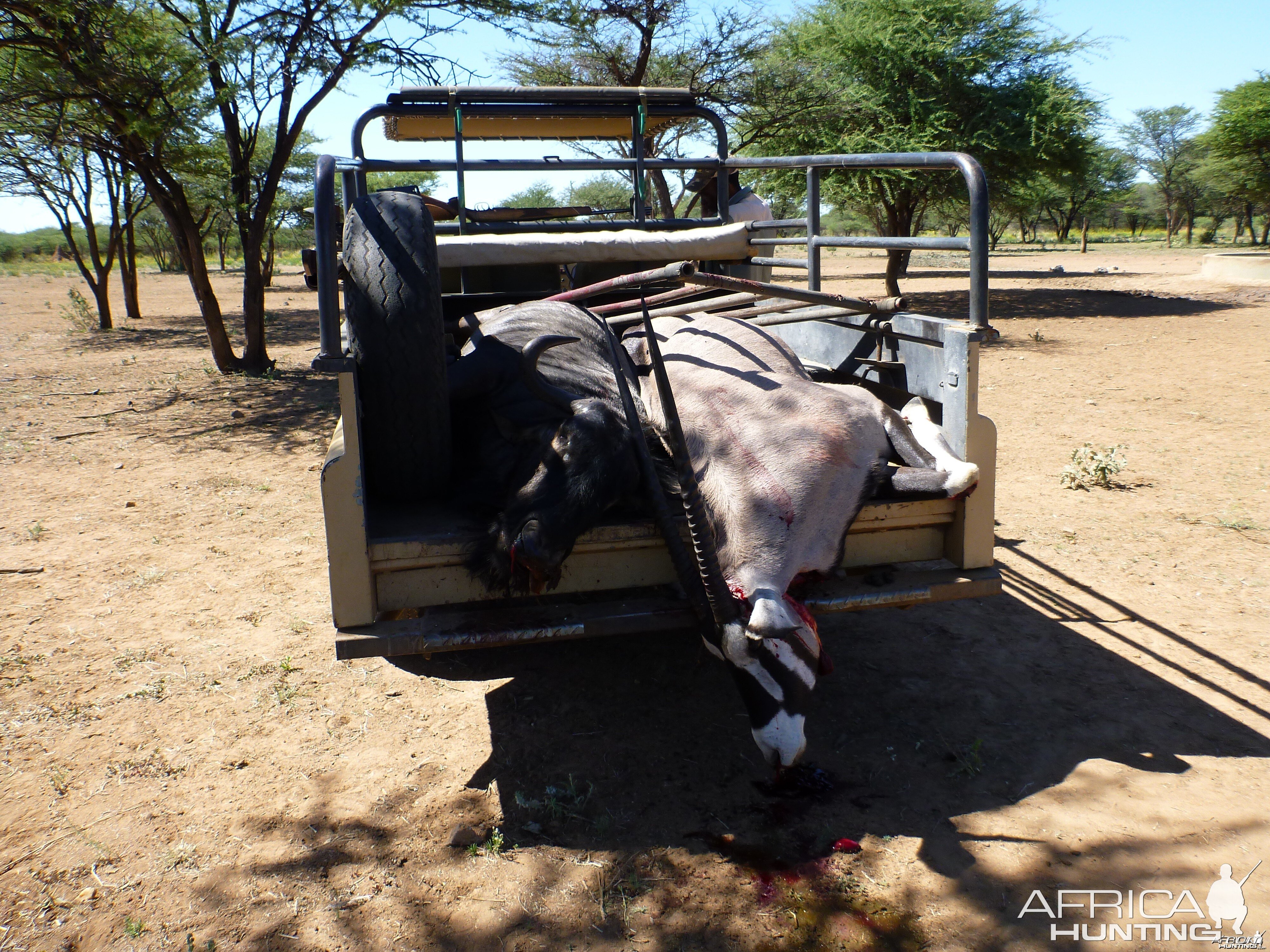 Cull Namibia