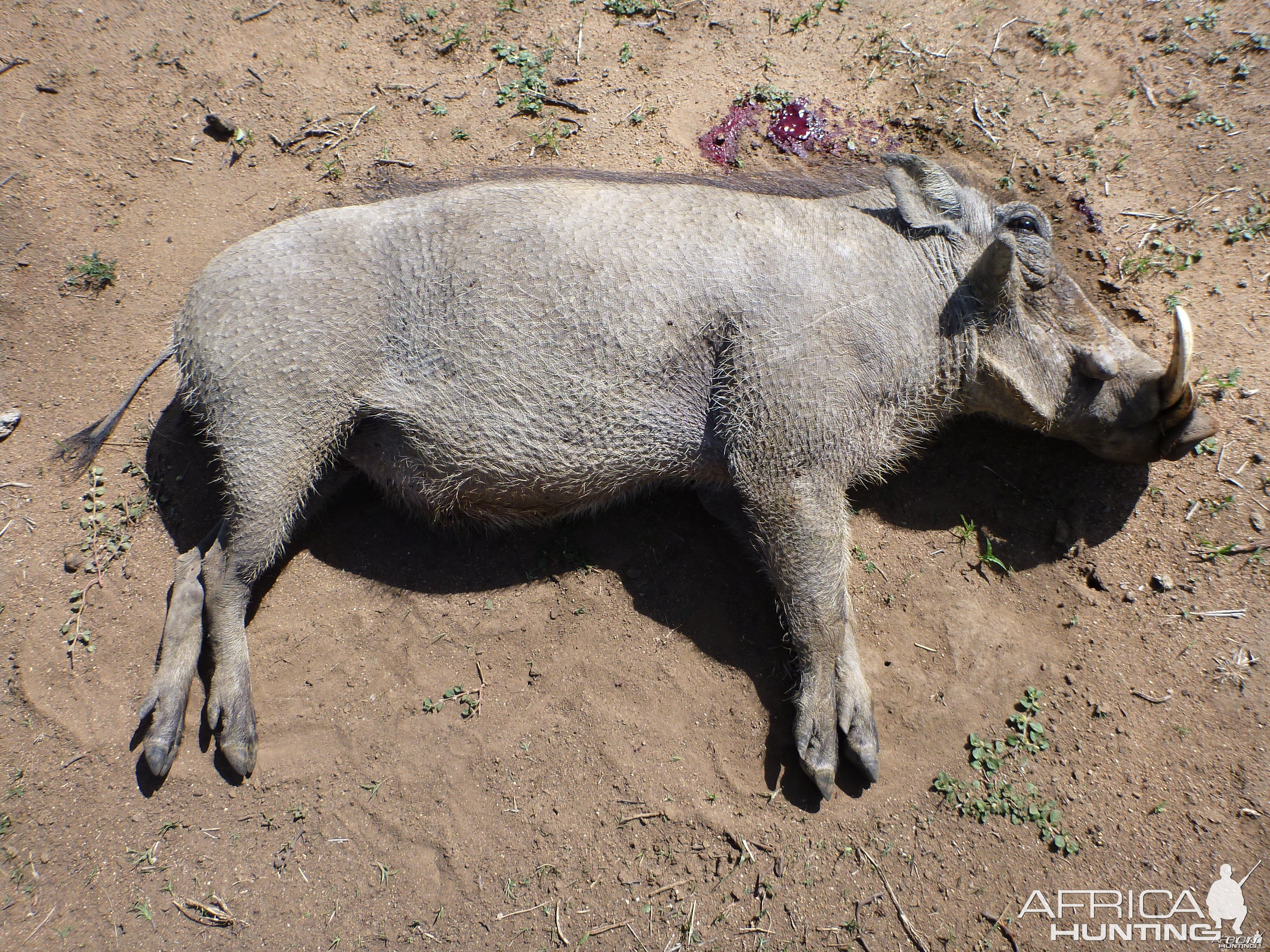 Cull Warthog Namibia