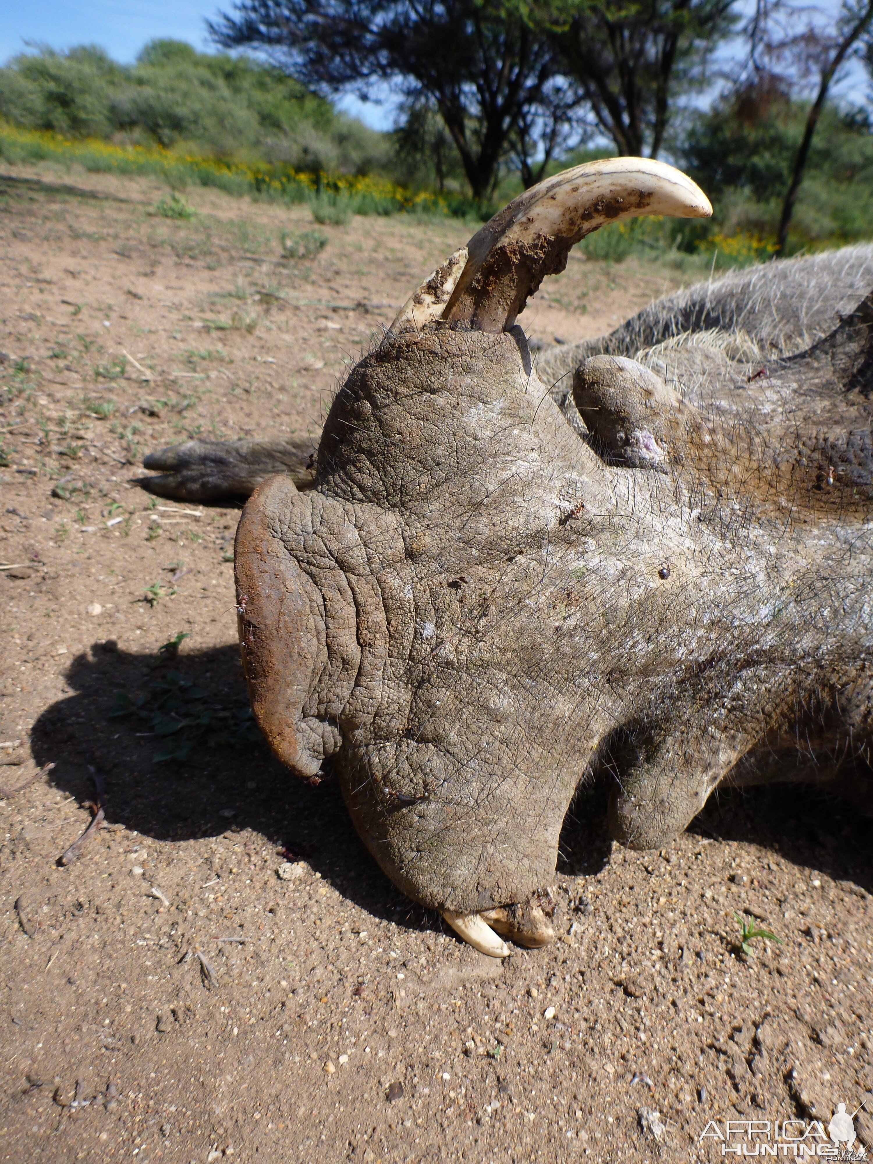 Cull Warthog Namibia