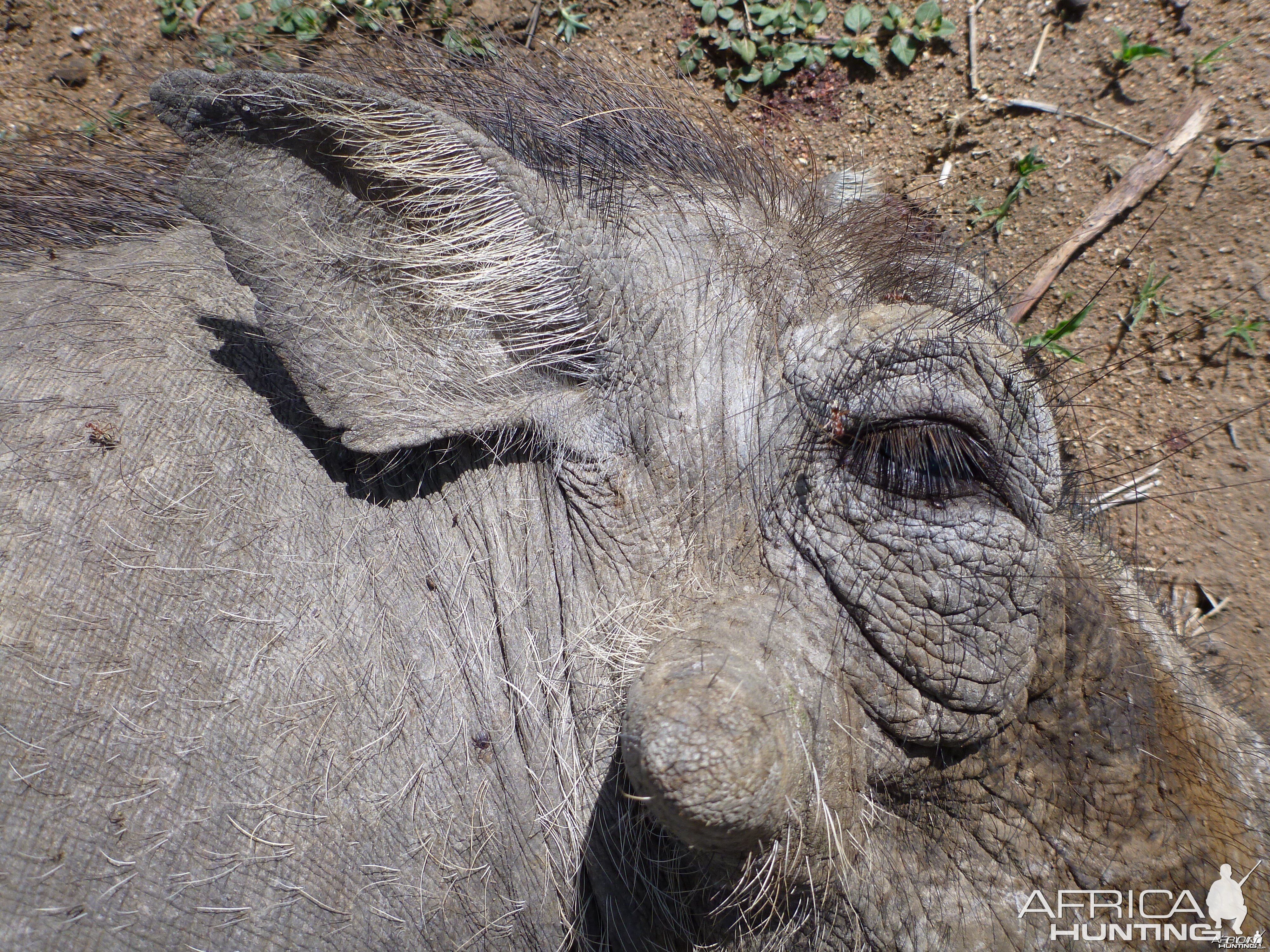 Cull Warthog Namibia