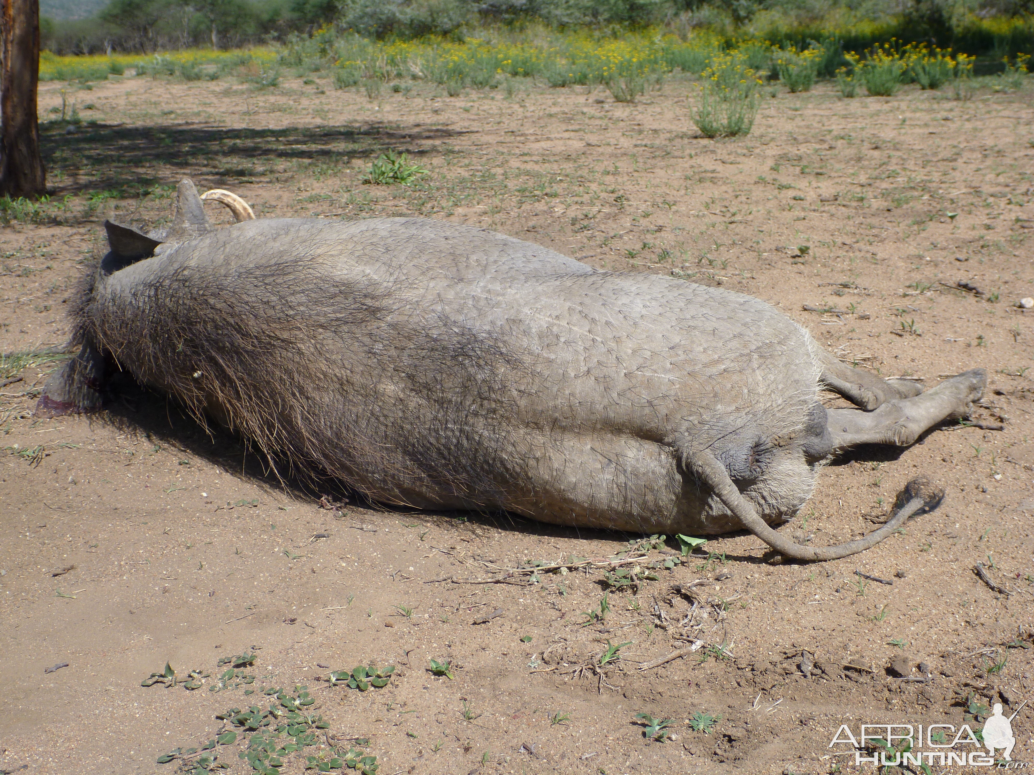 Cull Warthog Namibia