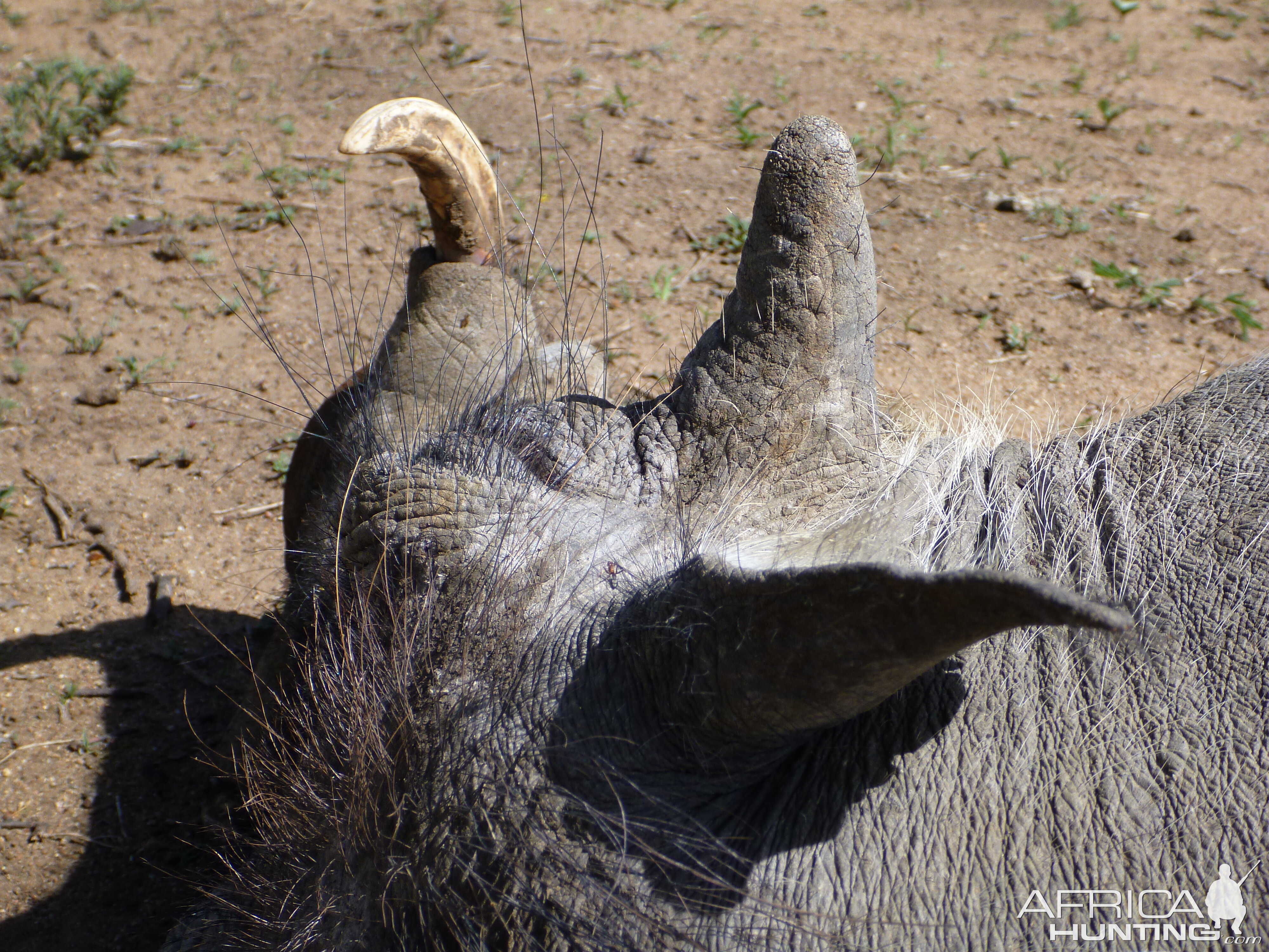 Cull Warthog Namibia