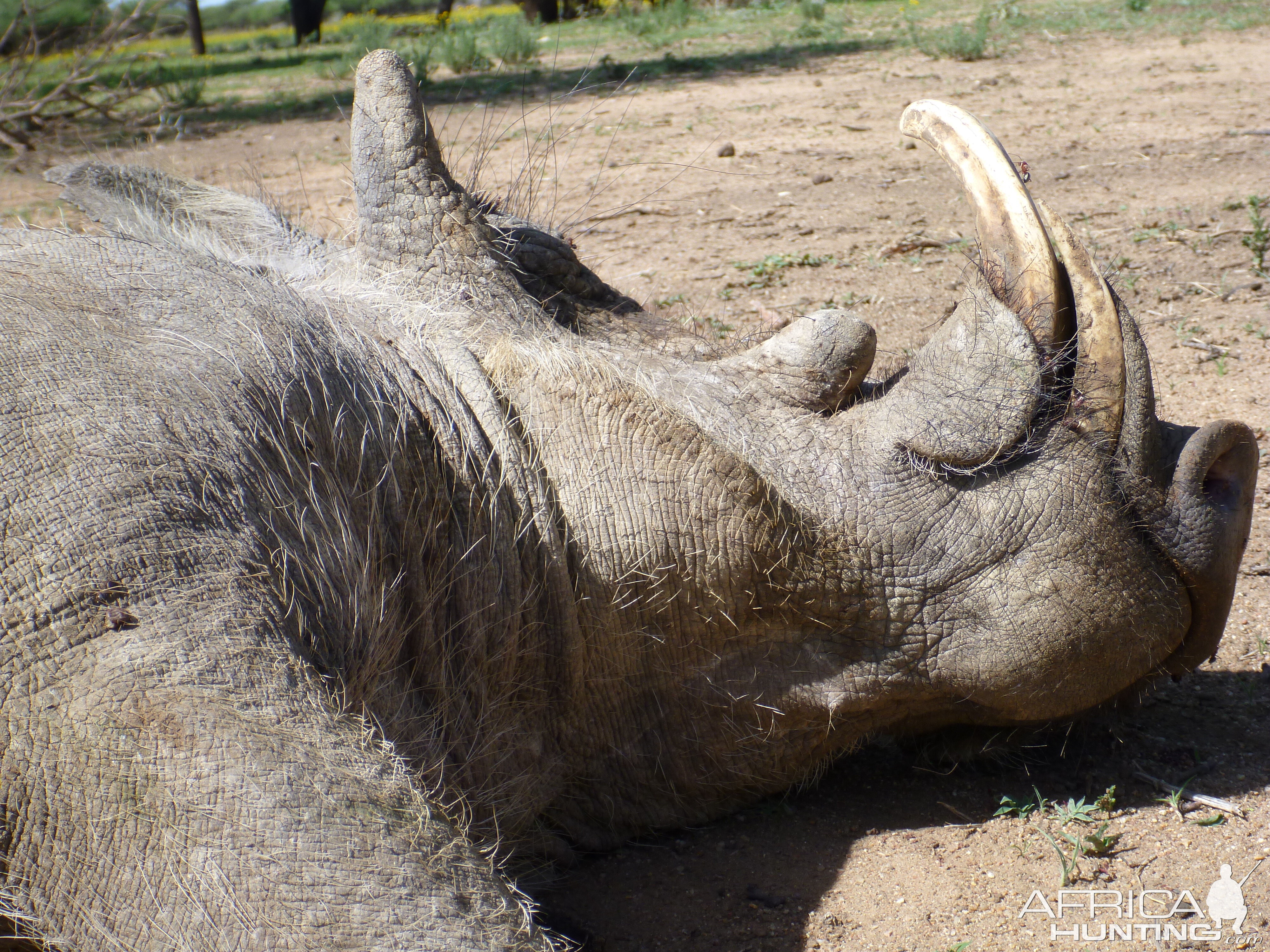 Cull Warthog Namibia