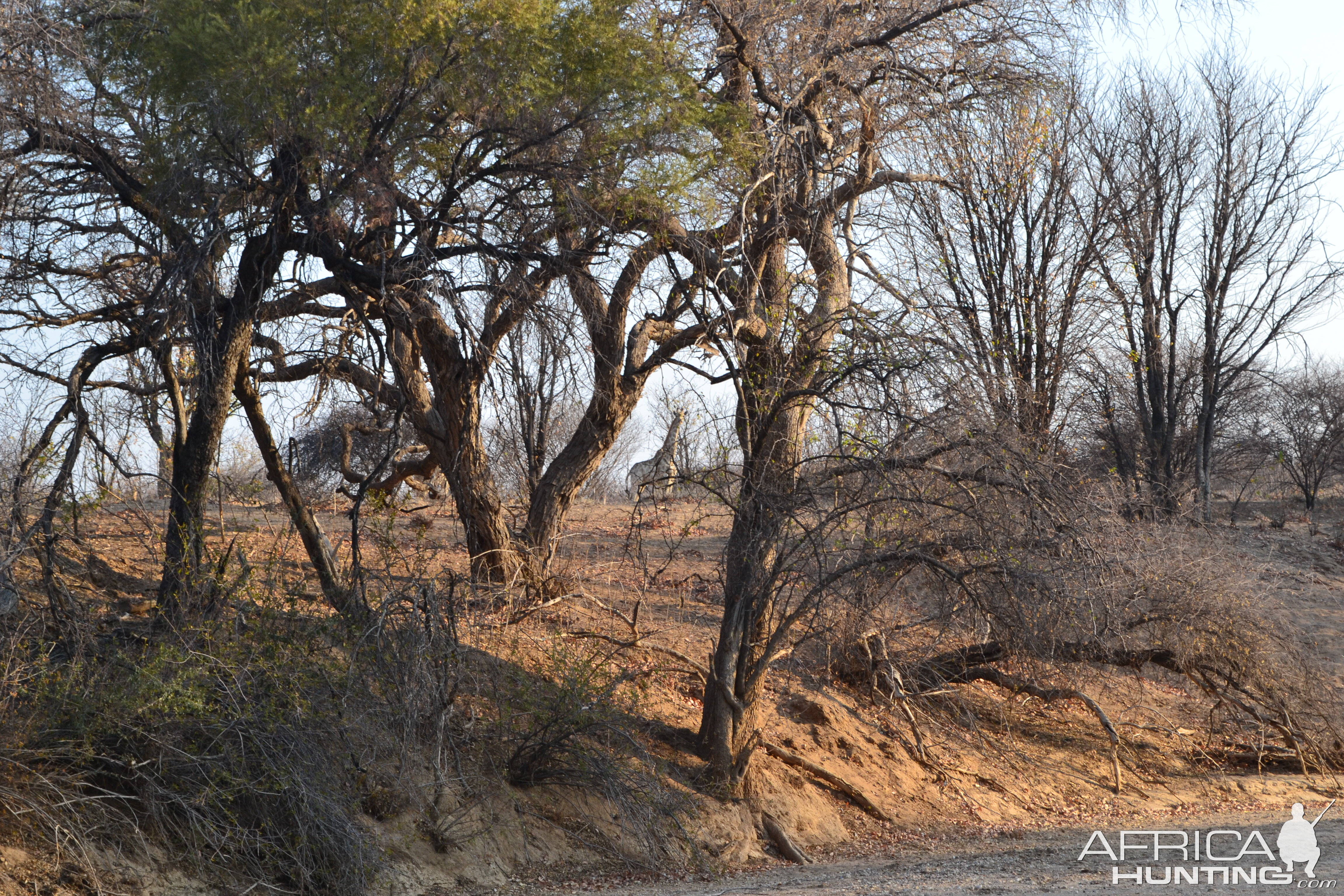 Curious Giraffe Namibia