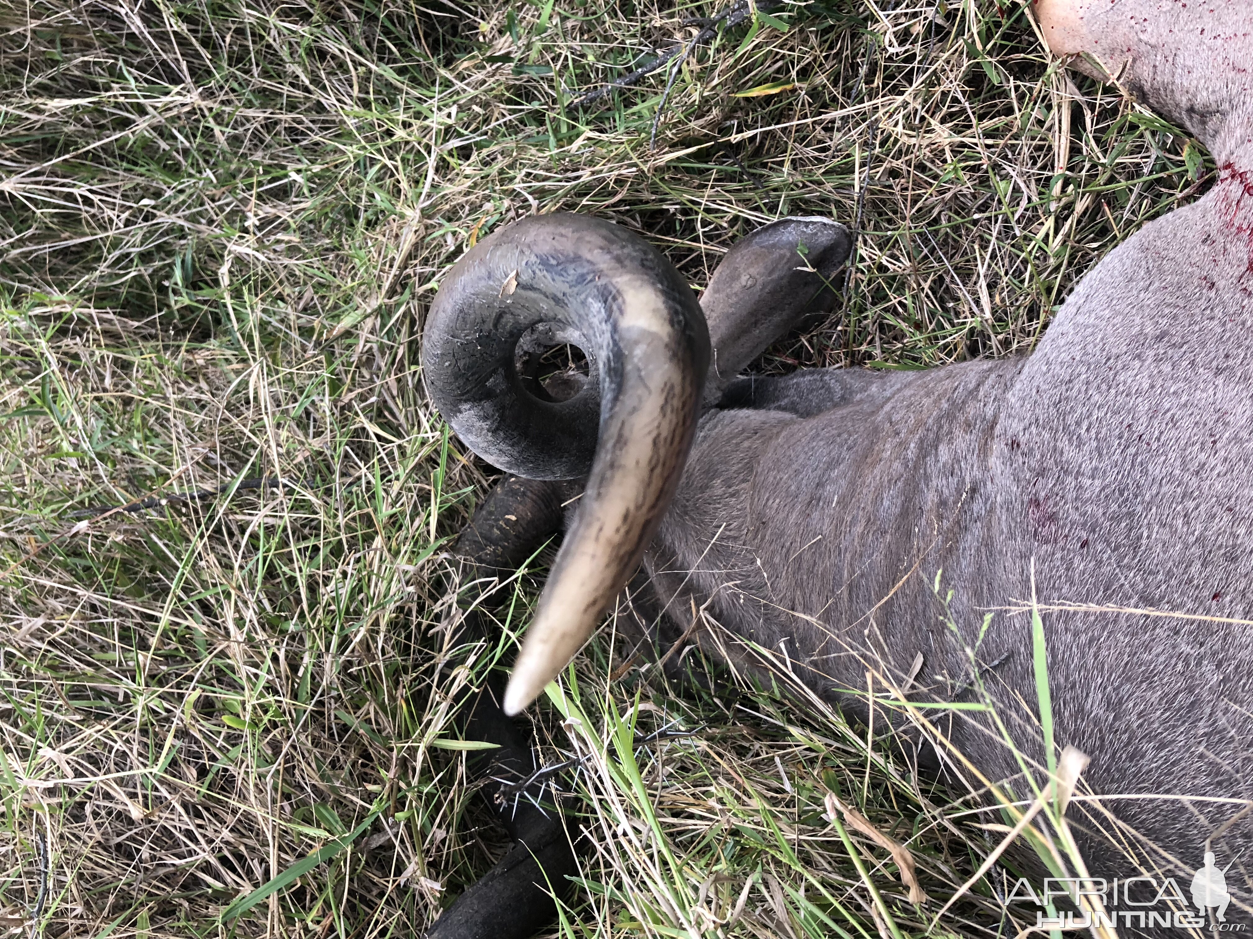 Curl of Kudu Horn