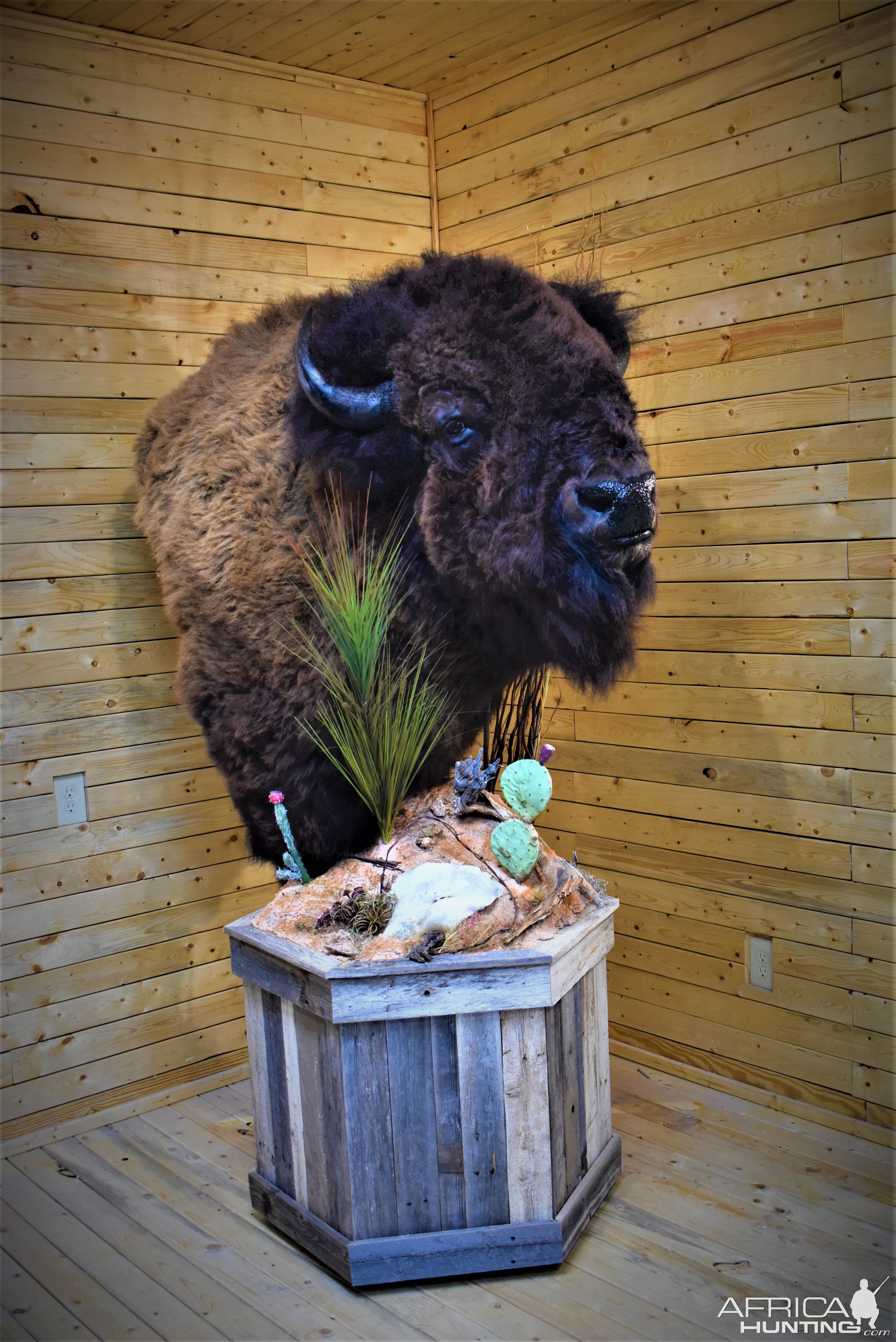 Custom Bison Shoulder Pedestal