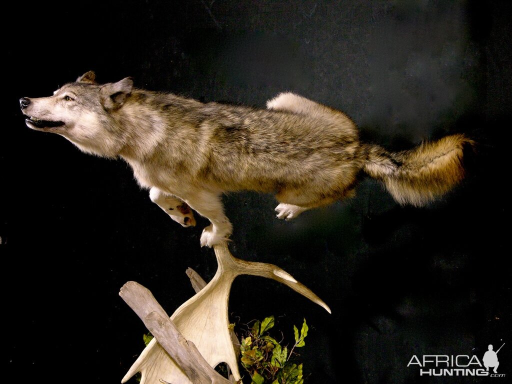 Custom Life-size Wolf Mount Pedestal Taxidermy