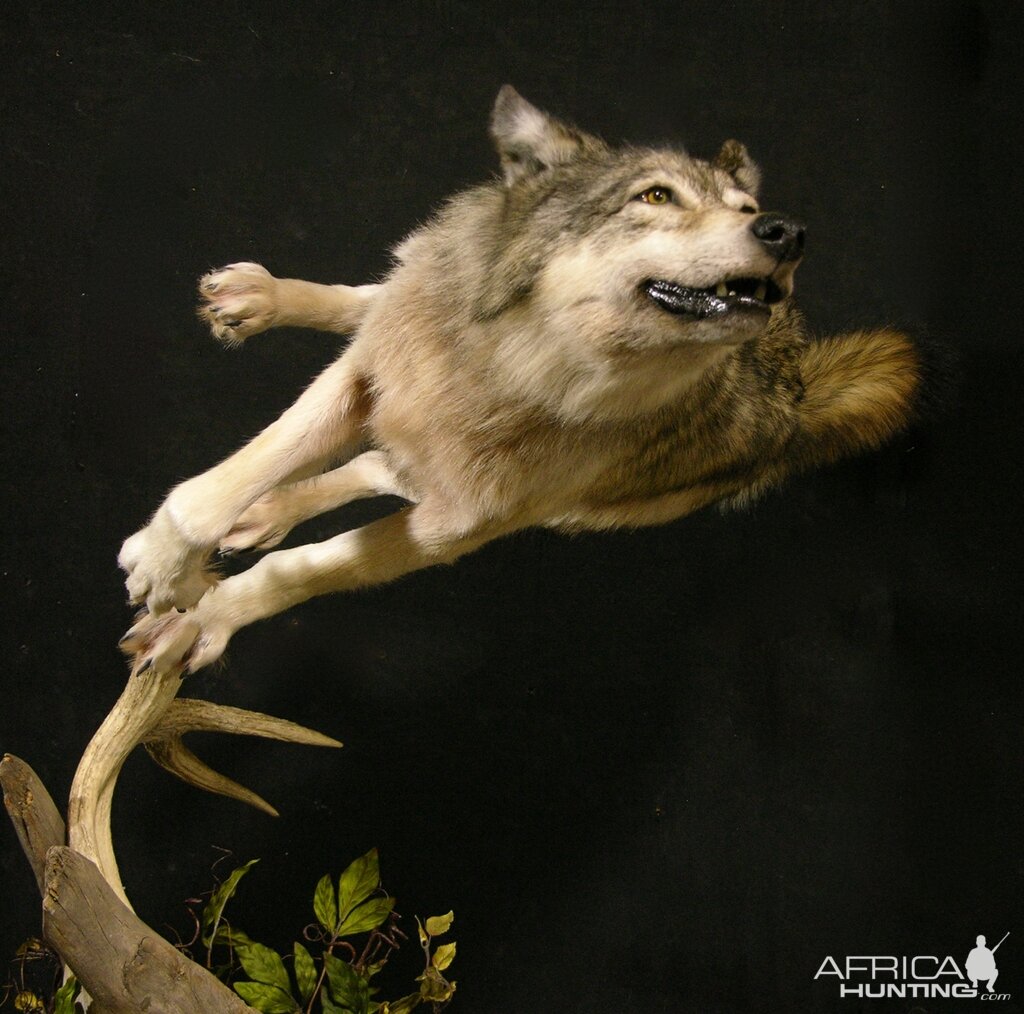 Custom Life-size Wolf Mount Pedestal Taxidermy