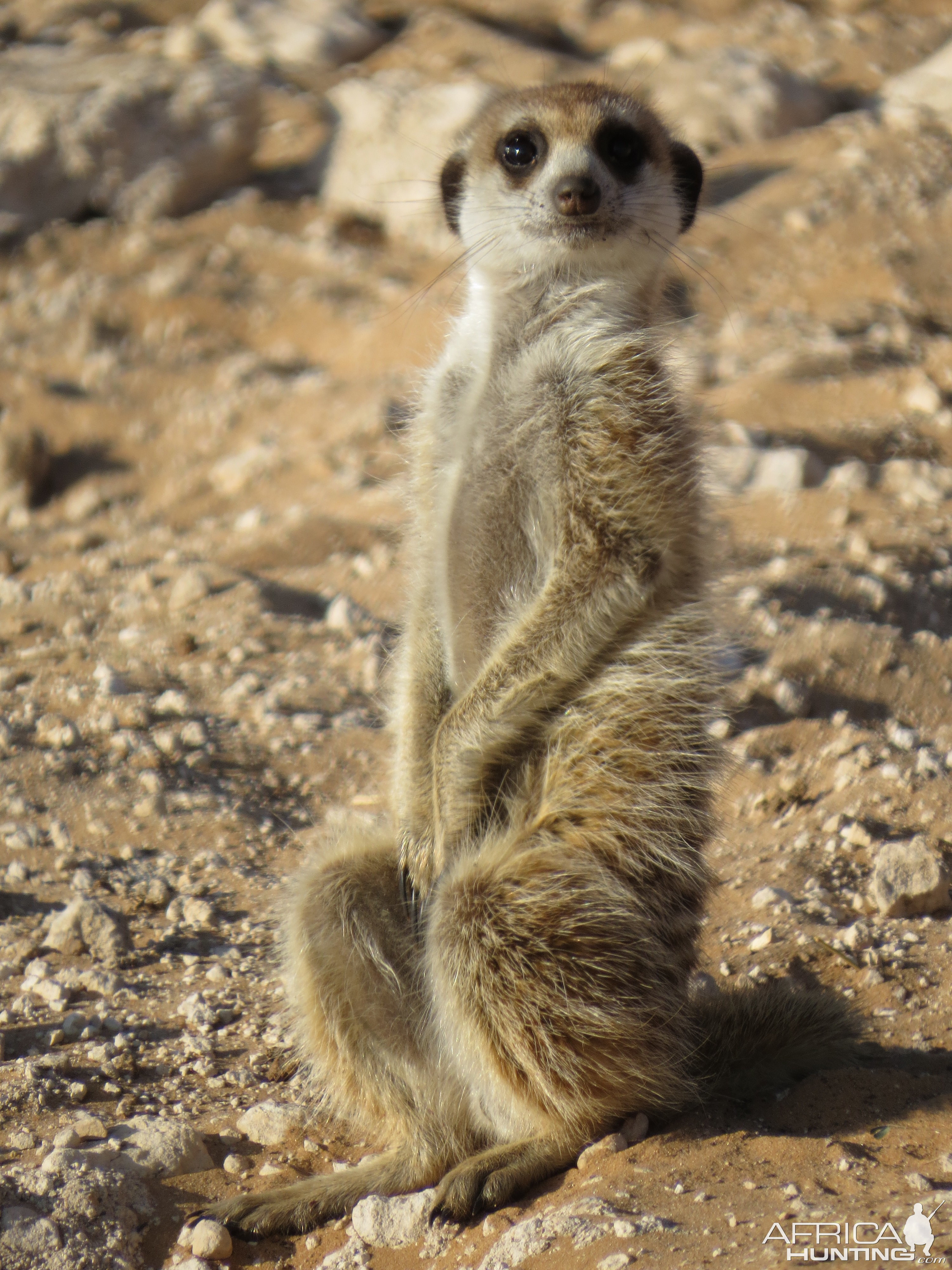 Cute little guys, can watch them for hours!