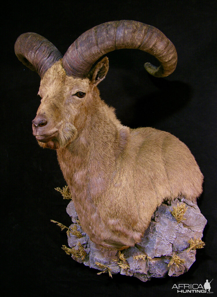 Dagestan Tur Taxidermy Shoulder Mount