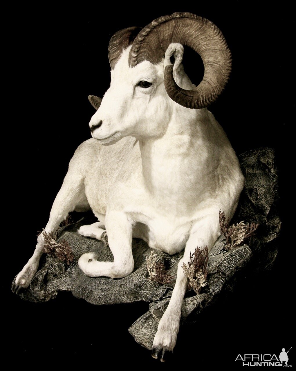 Dahl Sheep by The Artistry of Wildlife