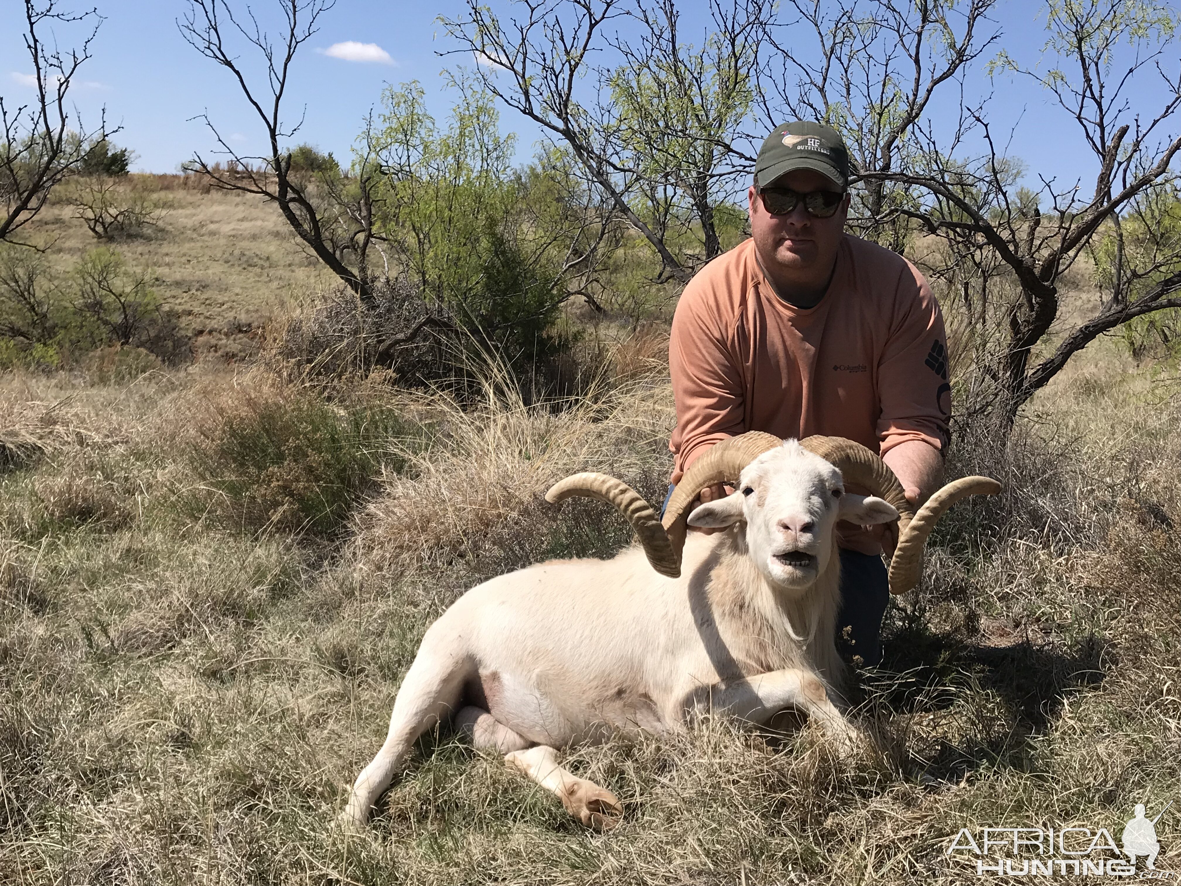 Dall Sheep Hunt Texas