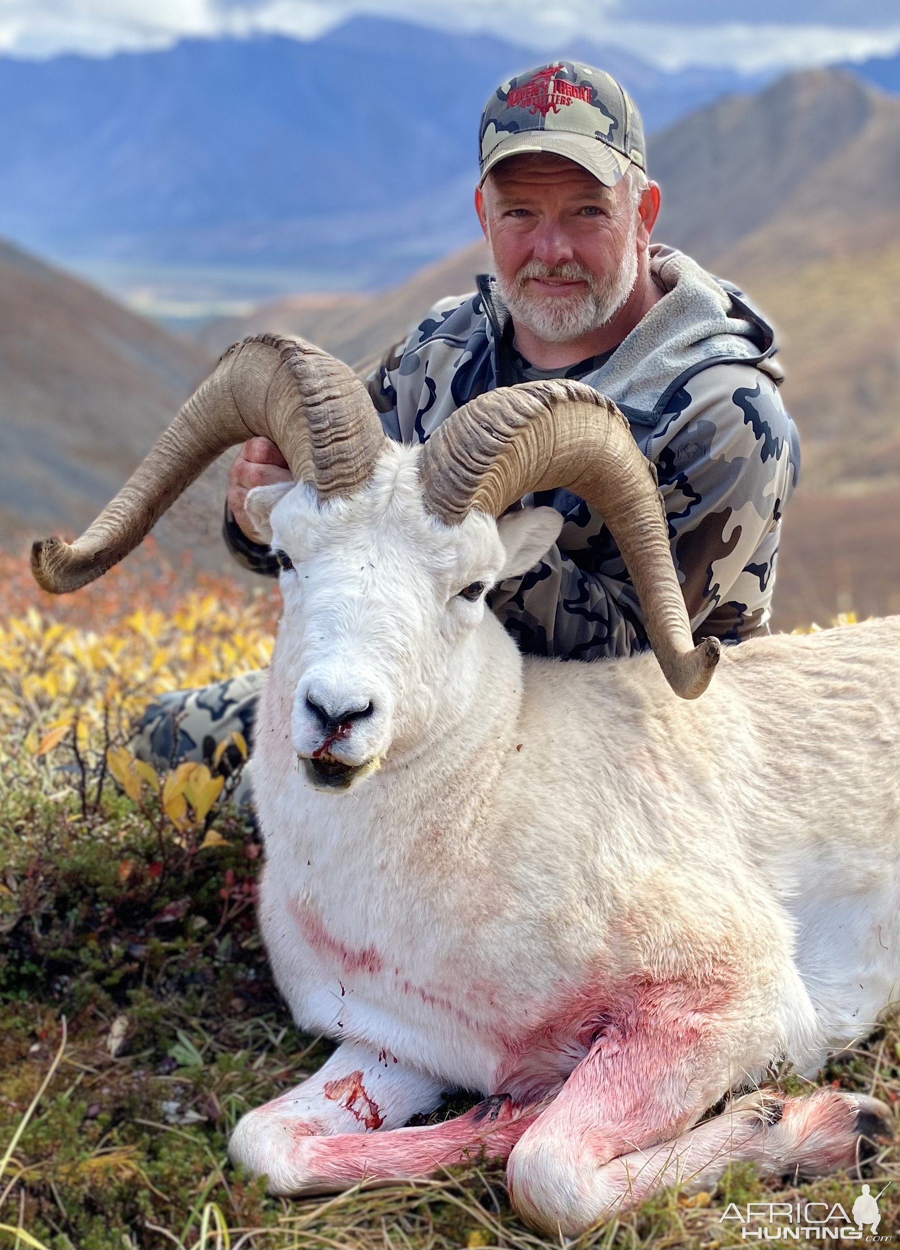 Dall Sheep Hunt