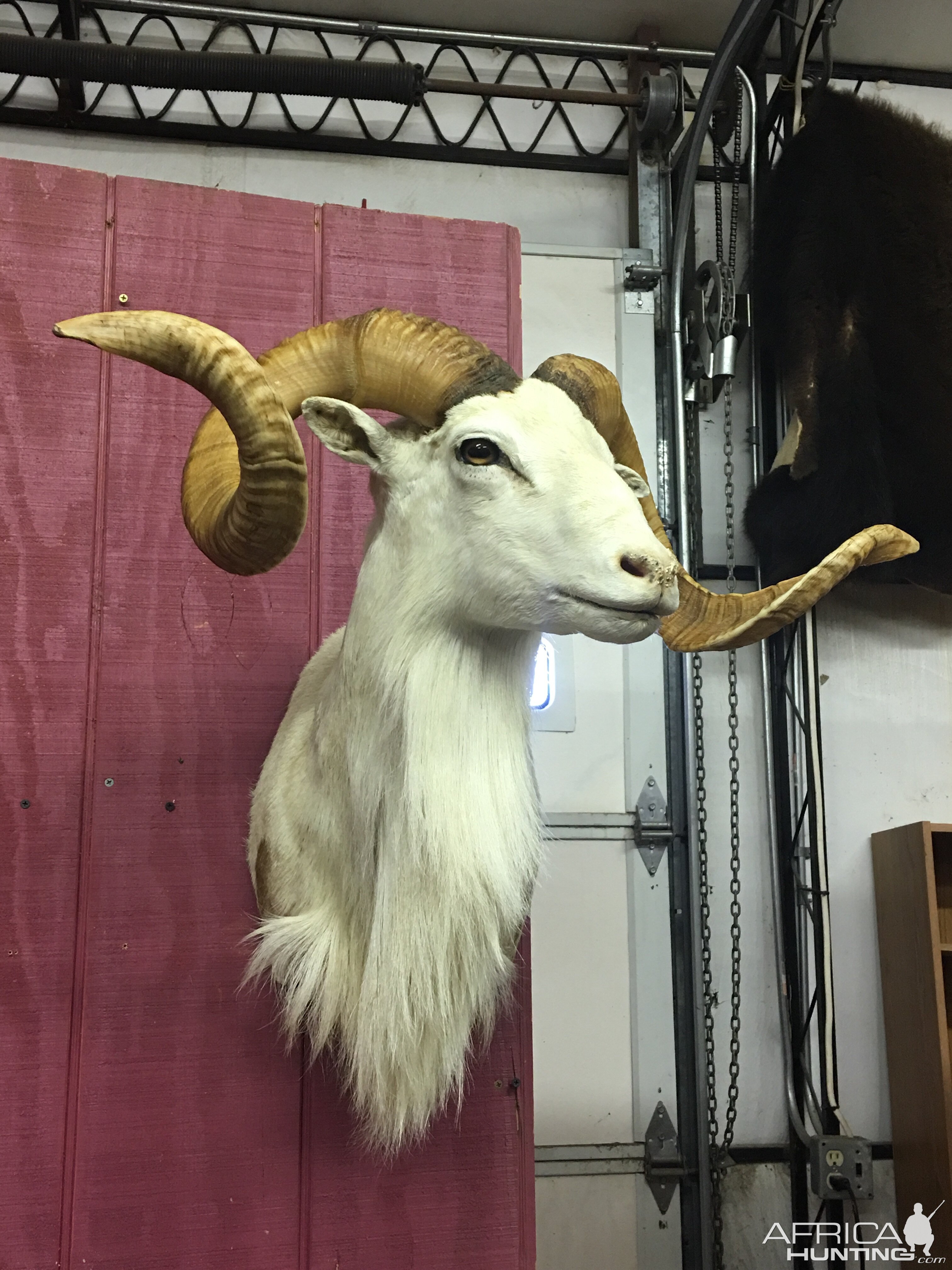 Dall Sheep Shoulder Mount Taxidermy