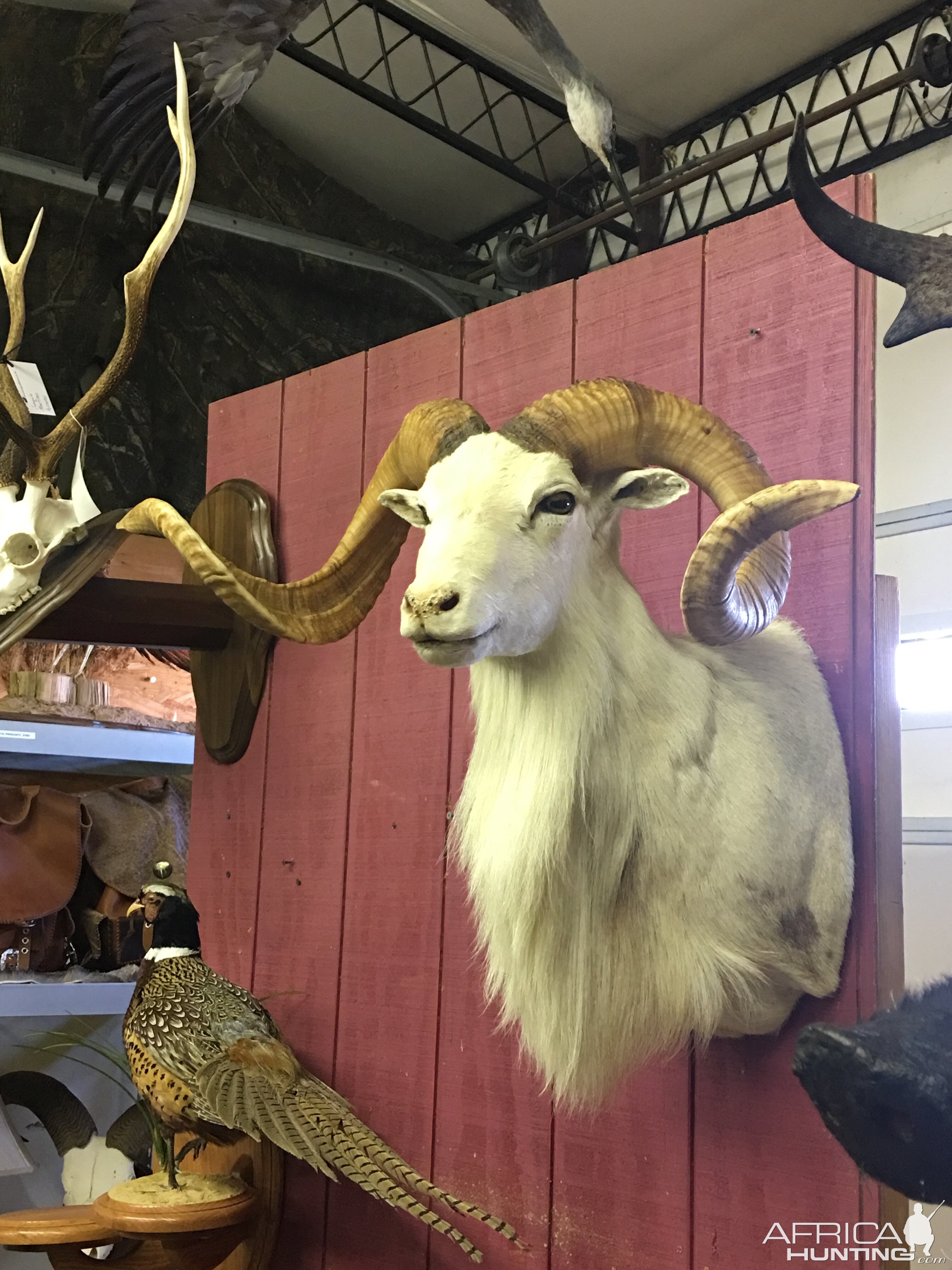 Dall Sheep Shoulder Mount Taxidermy