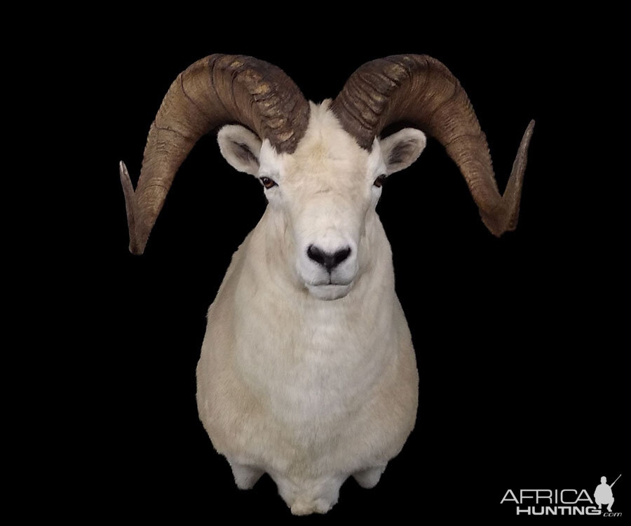 Dall Sheep Shoulder Mount Taxidermy