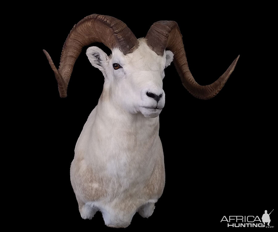 Dall Sheep Shoulder Mount Taxidermy