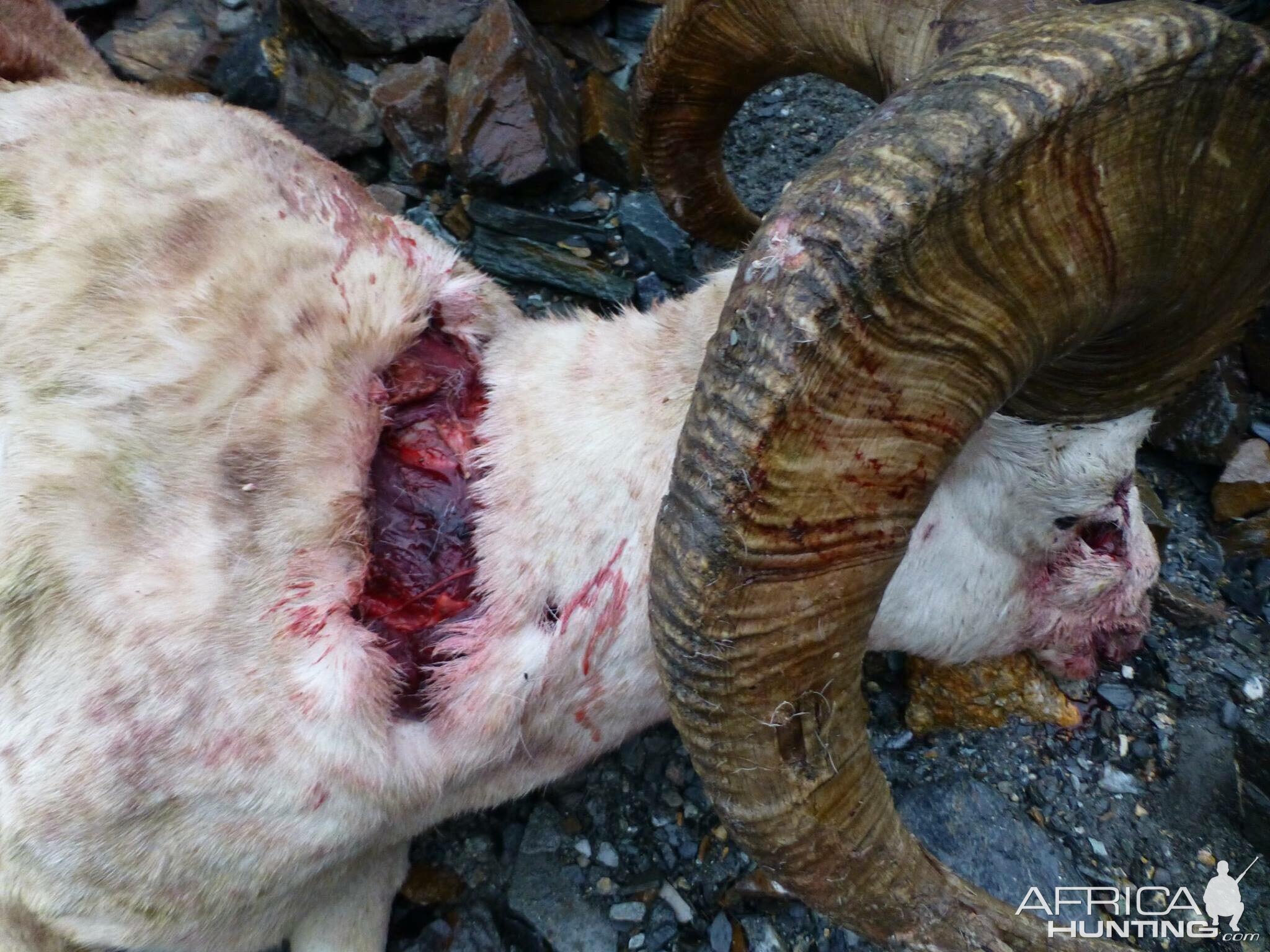 DALL SHEEP Taxidermy MAGIC