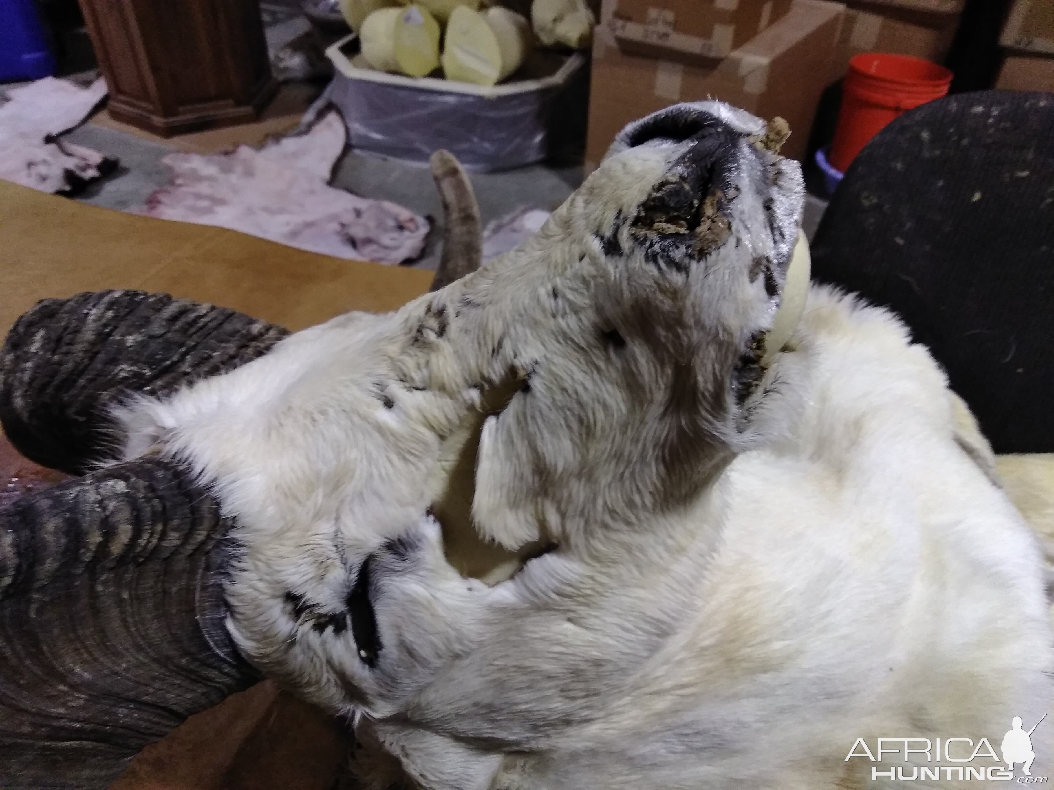 DALL SHEEP Taxidermy MAGIC