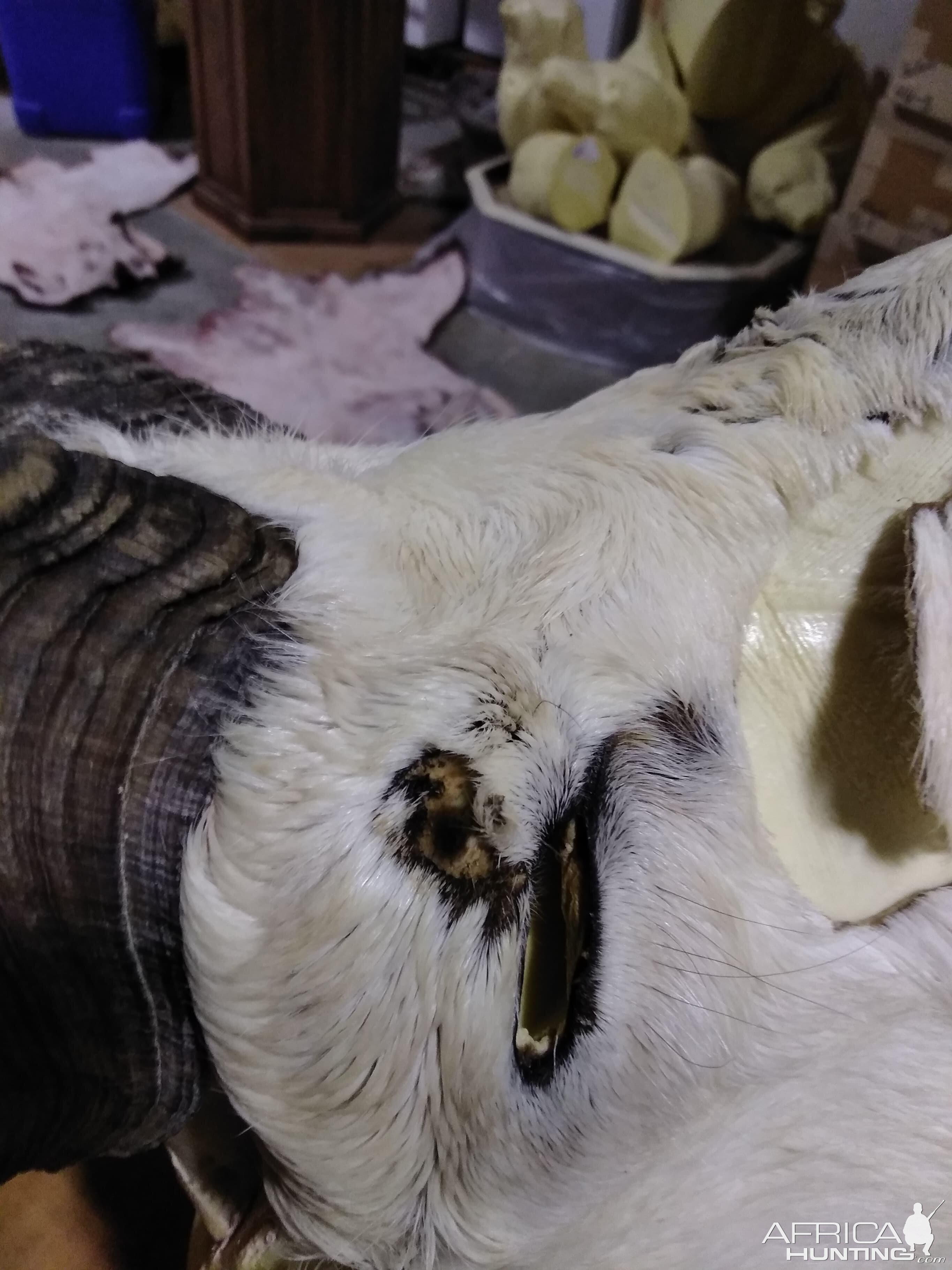 DALL SHEEP Taxidermy MAGIC