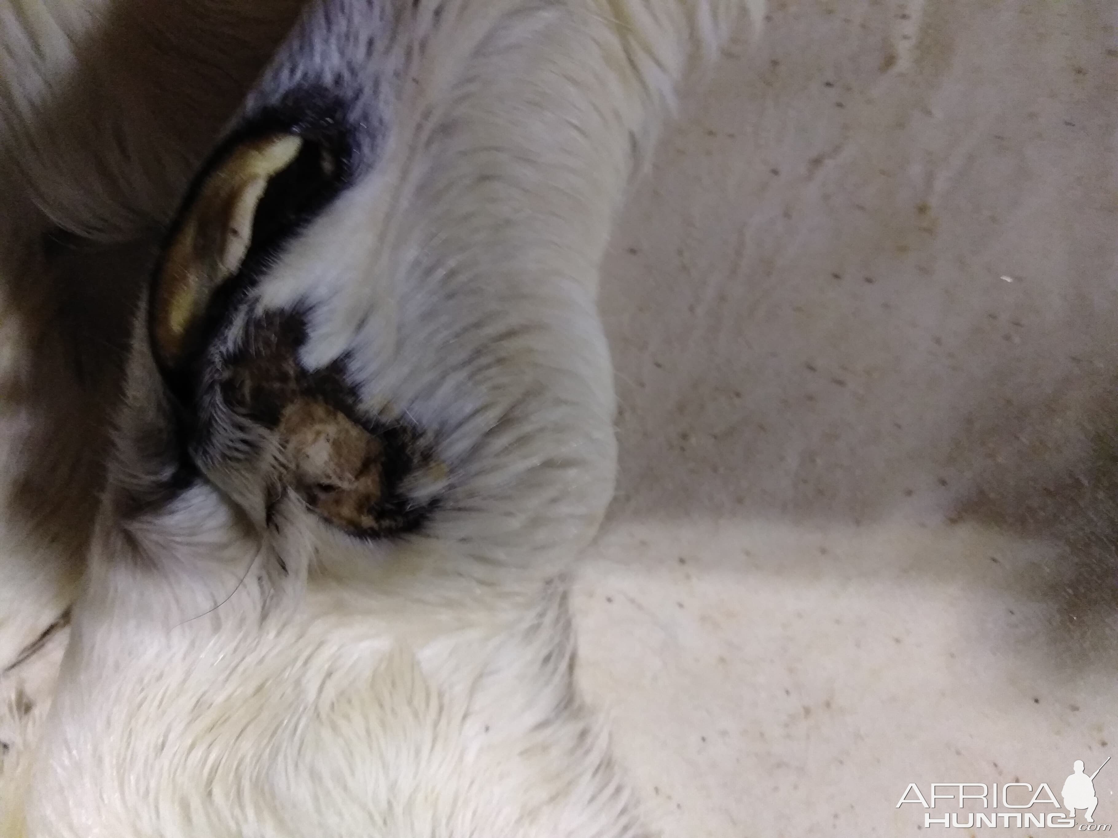 DALL SHEEP Taxidermy MAGIC