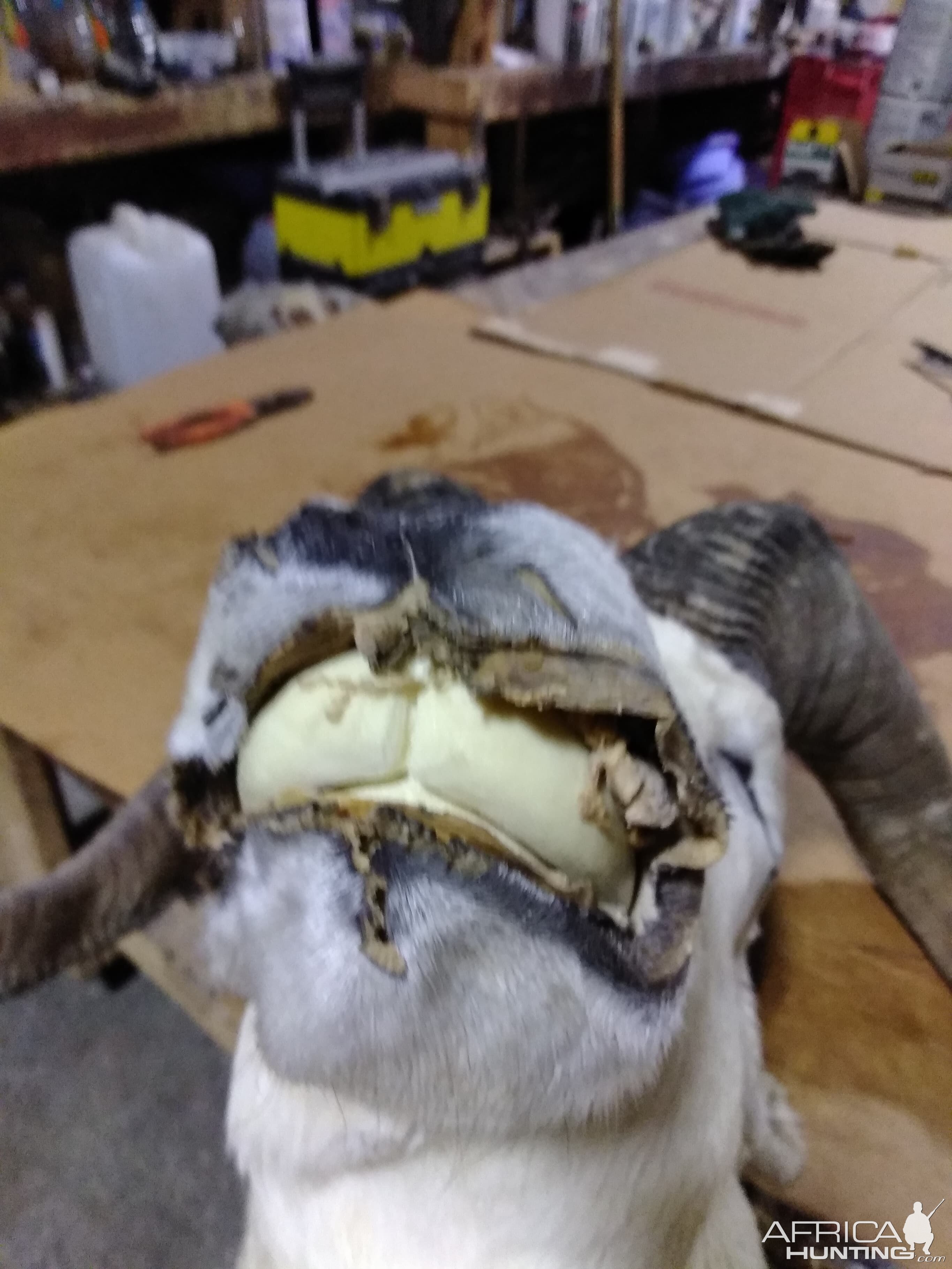 DALL SHEEP Taxidermy MAGIC