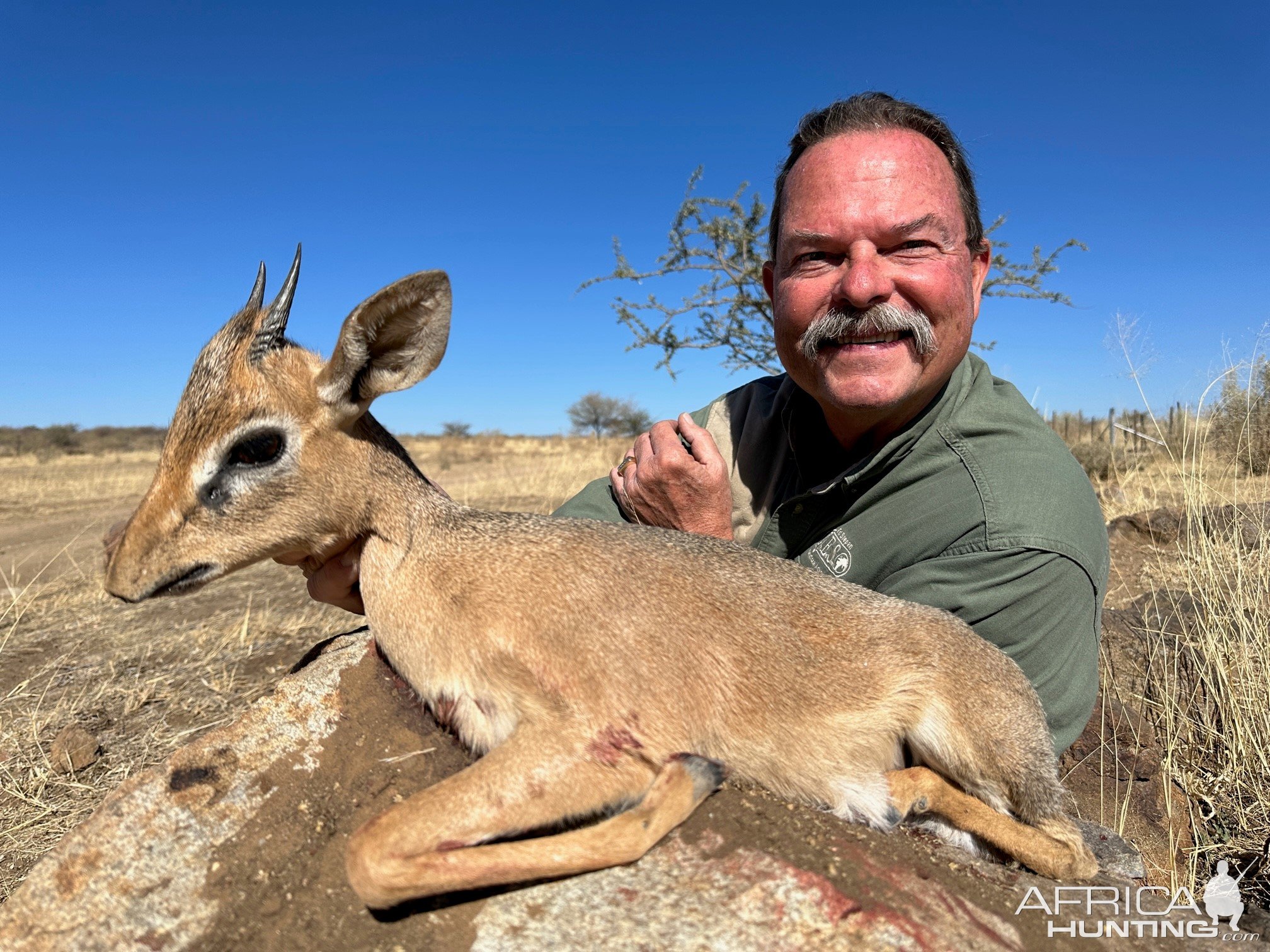 Damara Dik Dik Hunt Namibia