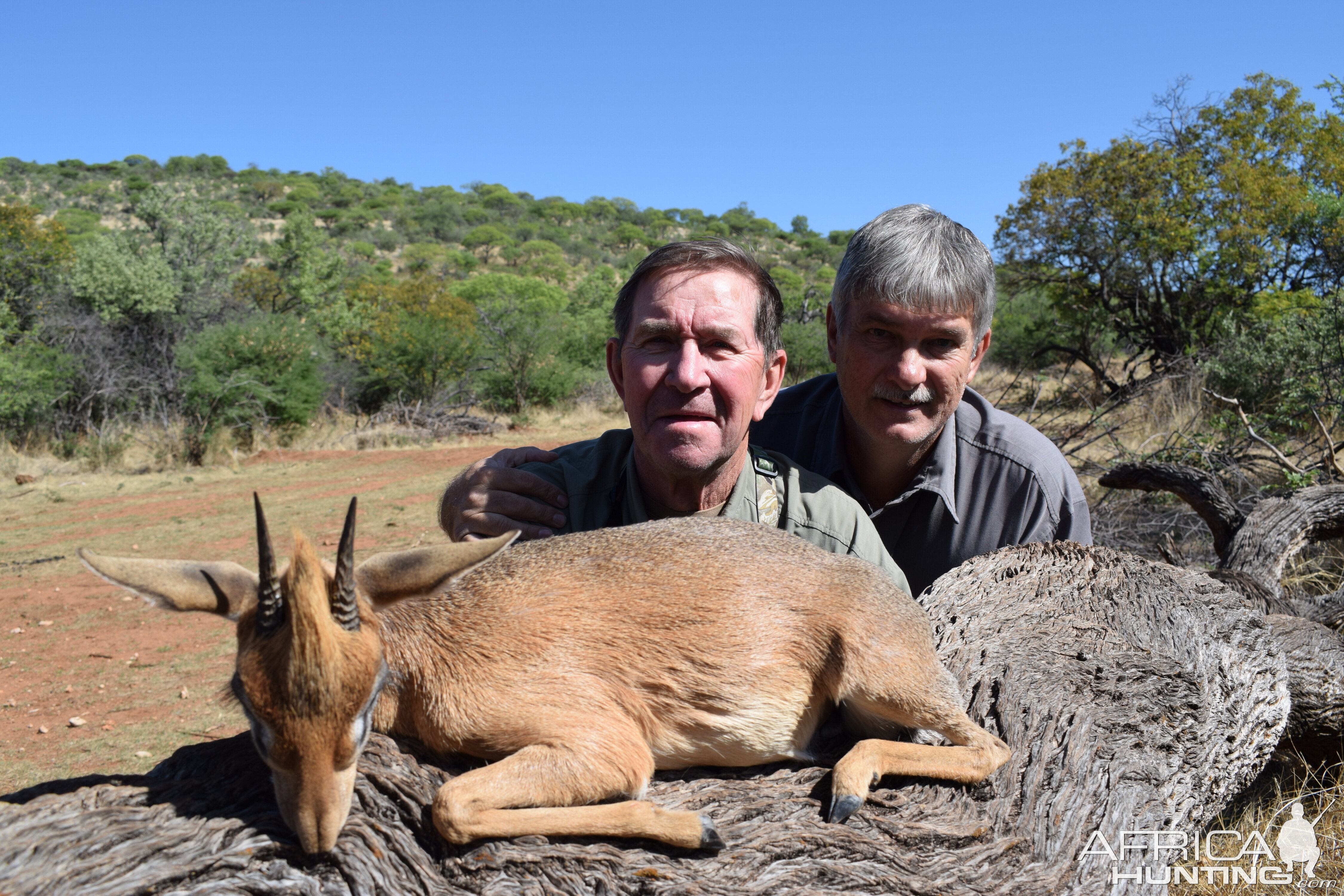 Damara Dik Dik Hunting Namibia