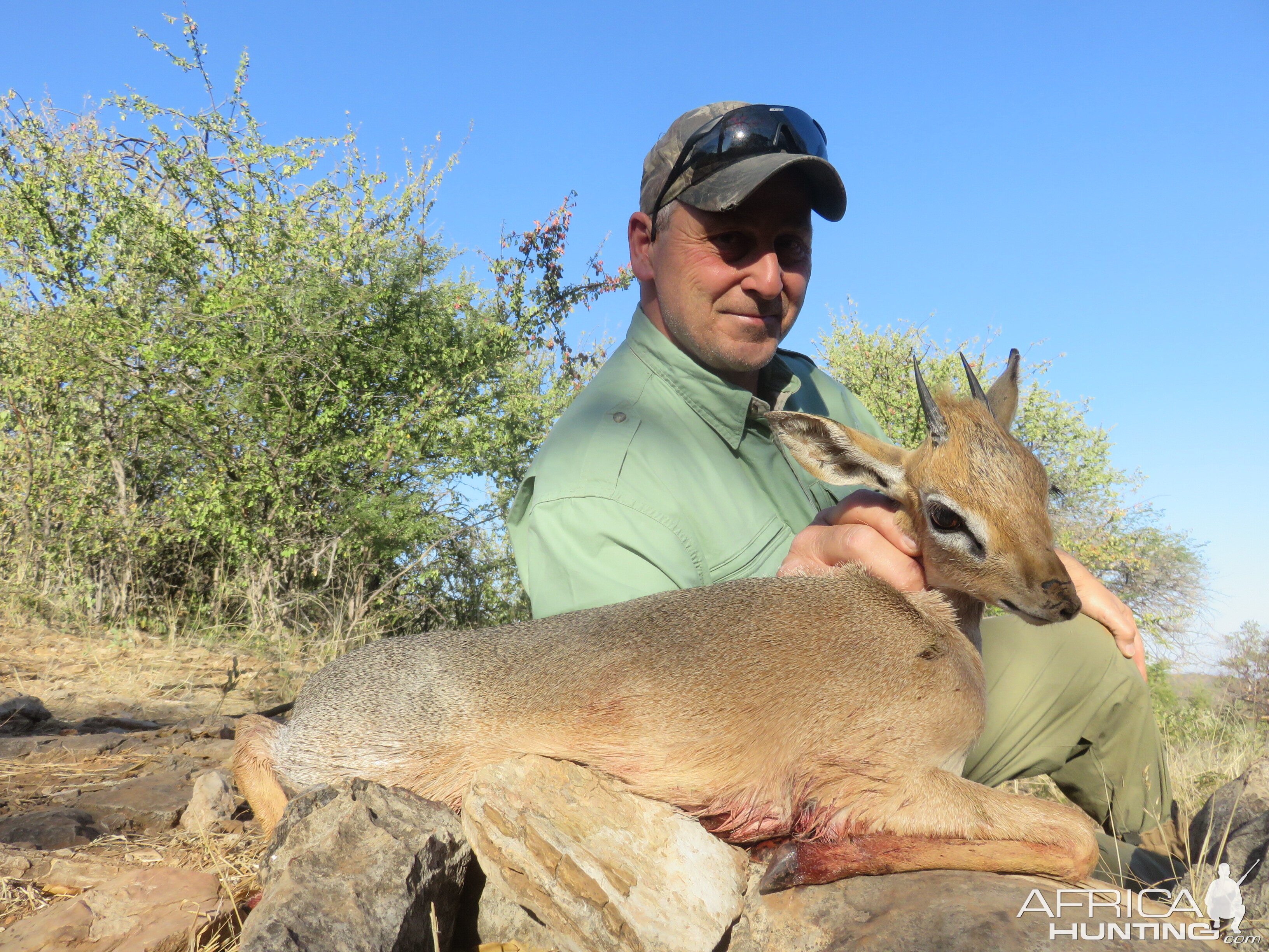 Damara Dik Dik Hunting Namibia